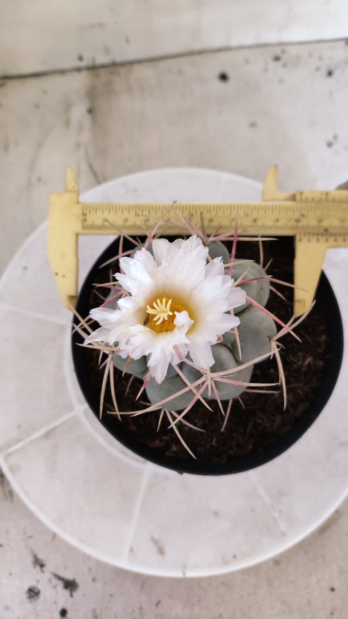 MATRIZ THELOCACTUS Hexaedrophorus Nº 140 – VASO 15