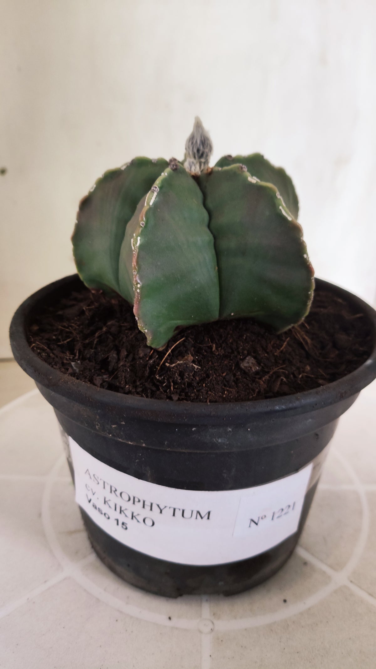 ASTROPHYTUM MYRIOSTIGMA cv KIKKO "HAKUJO" Nº 1221 – vaso 15