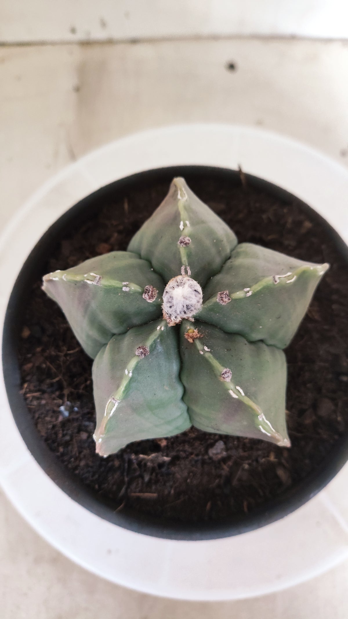 ASTROPHYTUM MYRIOSTIGMA cv KIKKO "HAKUJO" Nº 1221 – vaso 15