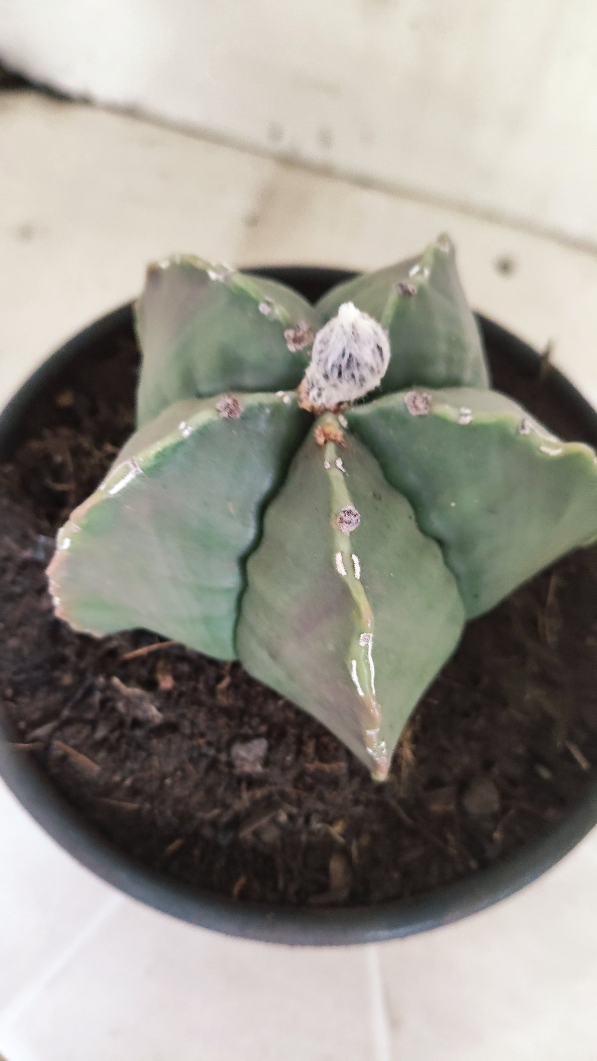 ASTROPHYTUM MYRIOSTIGMA cv KIKKO "HAKUJO" Nº 1221 – vaso 15