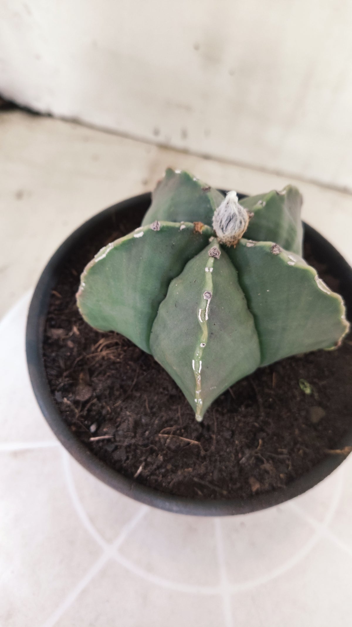 ASTROPHYTUM MYRIOSTIGMA cv KIKKO "HAKUJO" Nº 1221 – vaso 15
