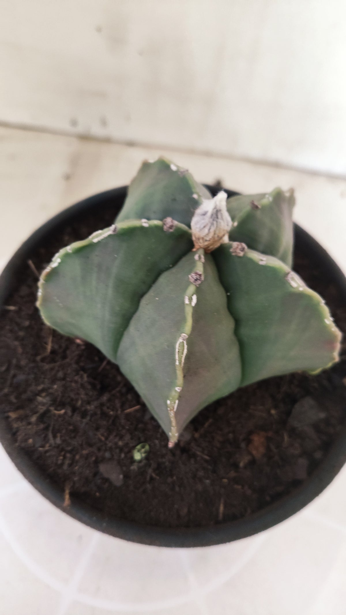 ASTROPHYTUM MYRIOSTIGMA cv KIKKO "HAKUJO" Nº 1221 – vaso 15