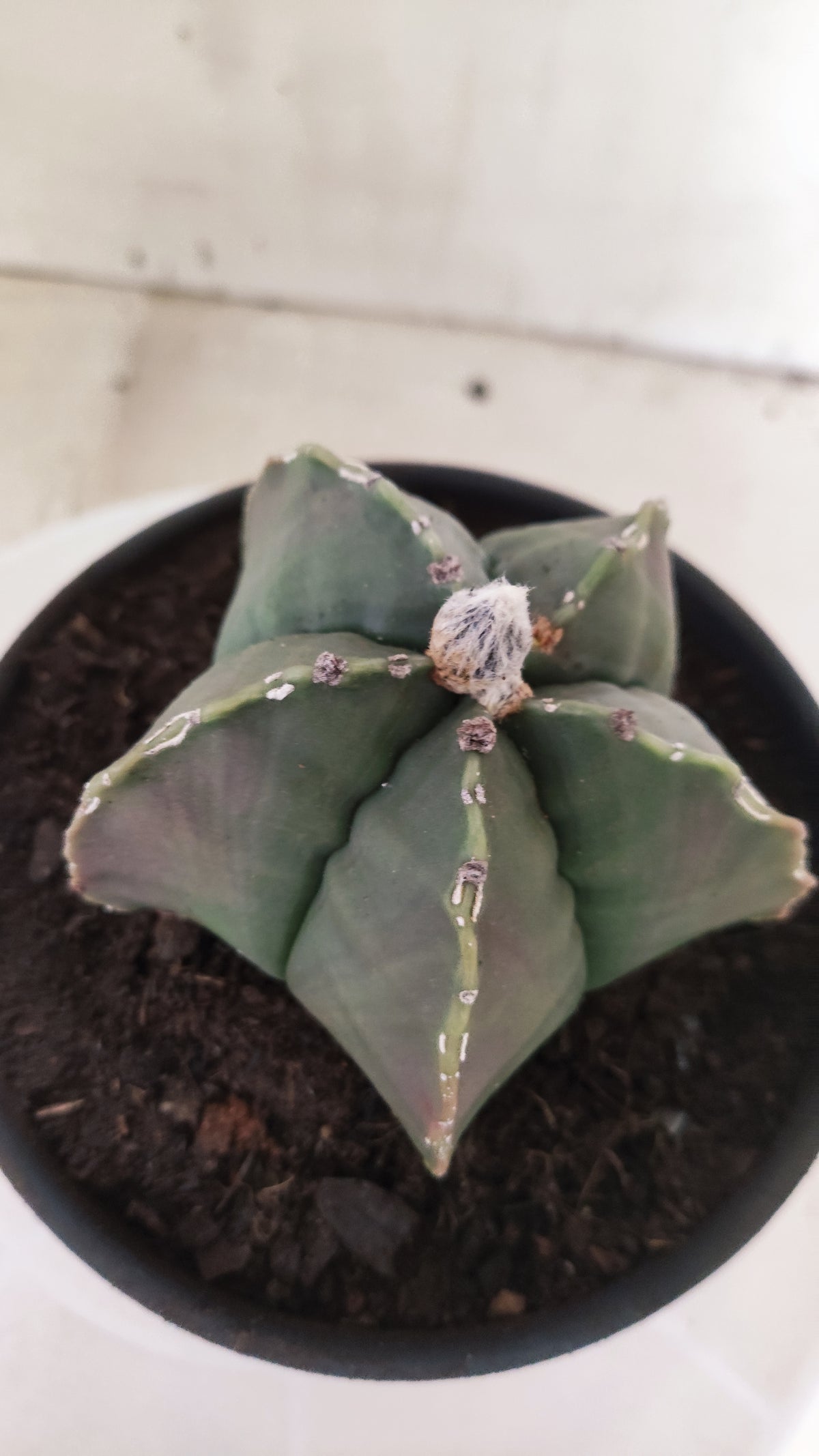 ASTROPHYTUM MYRIOSTIGMA cv KIKKO "HAKUJO" Nº 1221 – vaso 15