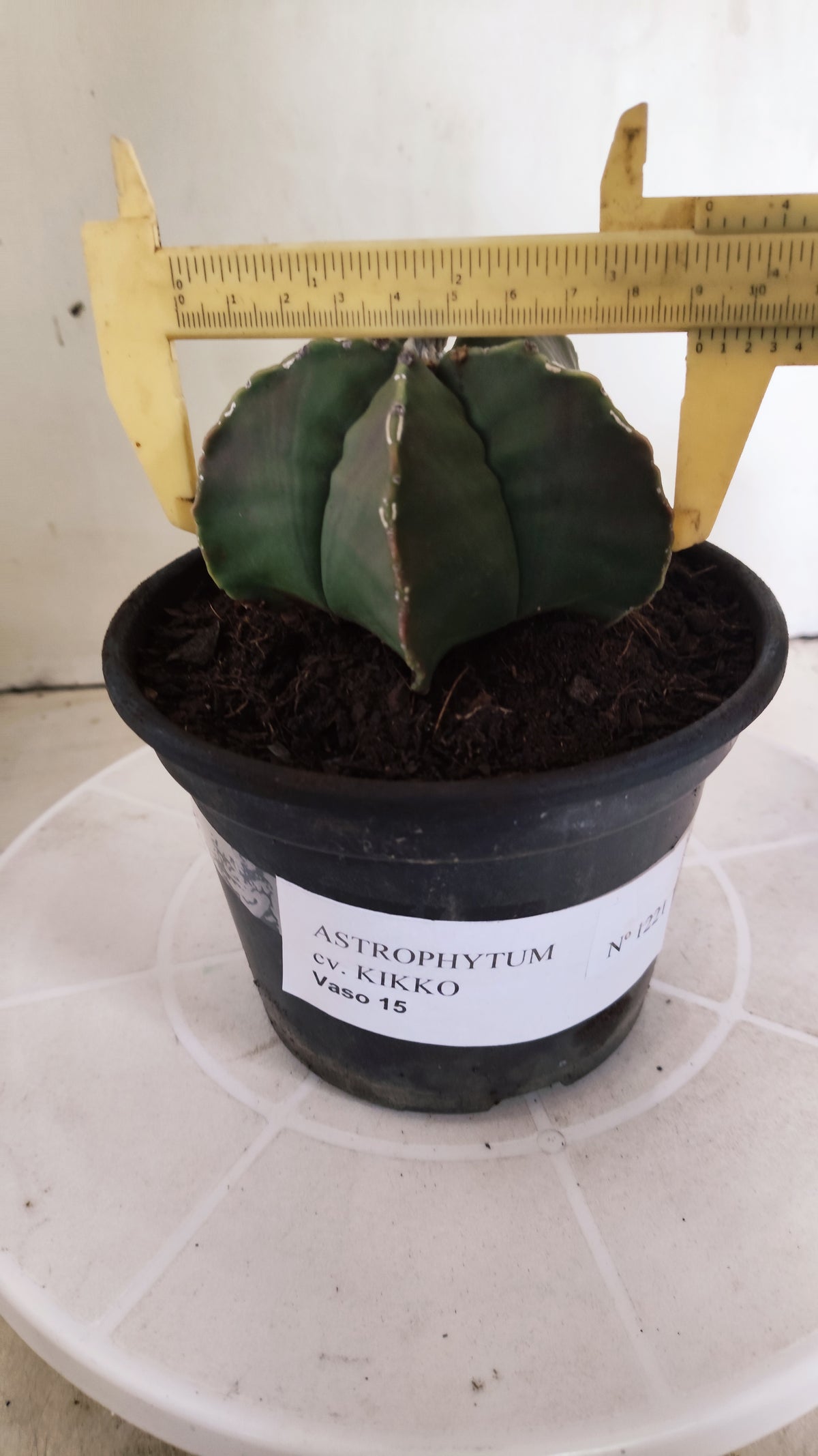 ASTROPHYTUM MYRIOSTIGMA cv KIKKO "HAKUJO" Nº 1221 – vaso 15