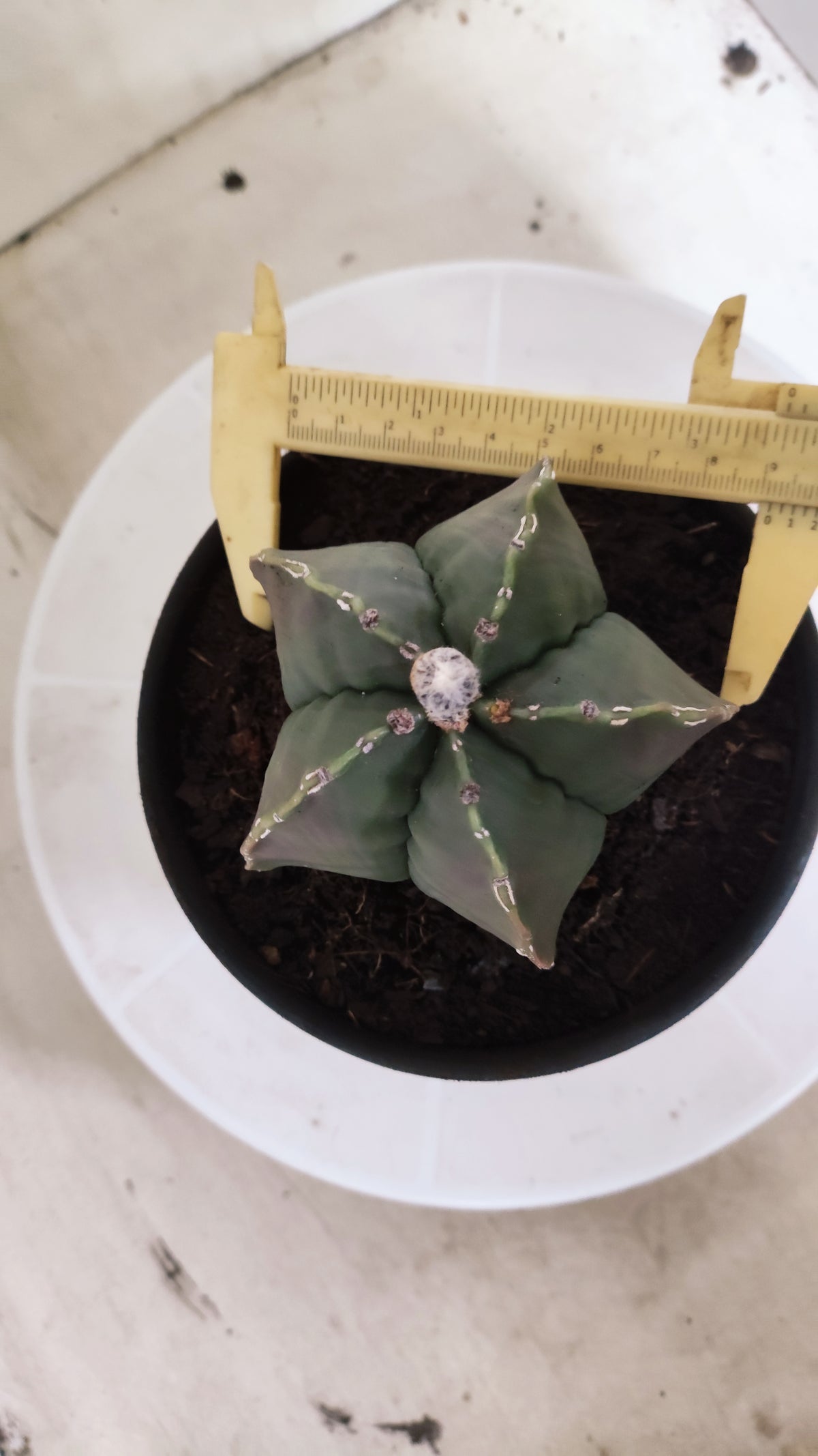 ASTROPHYTUM MYRIOSTIGMA cv KIKKO "HAKUJO" Nº 1221 – vaso 15