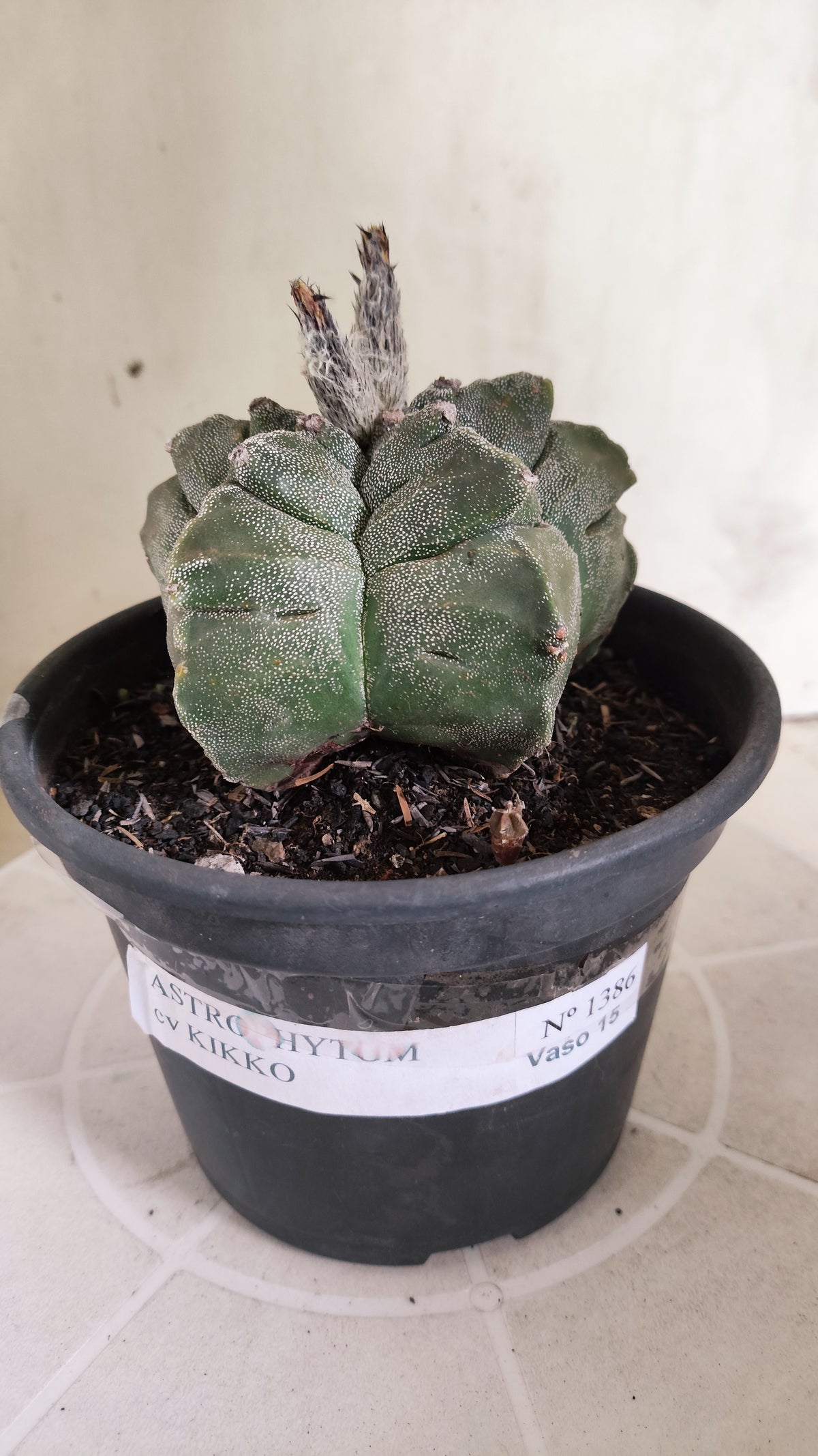 ASTROPHYTUM MYRIOSTIGMA cv KIKKO Nº 1386 – vaso 15