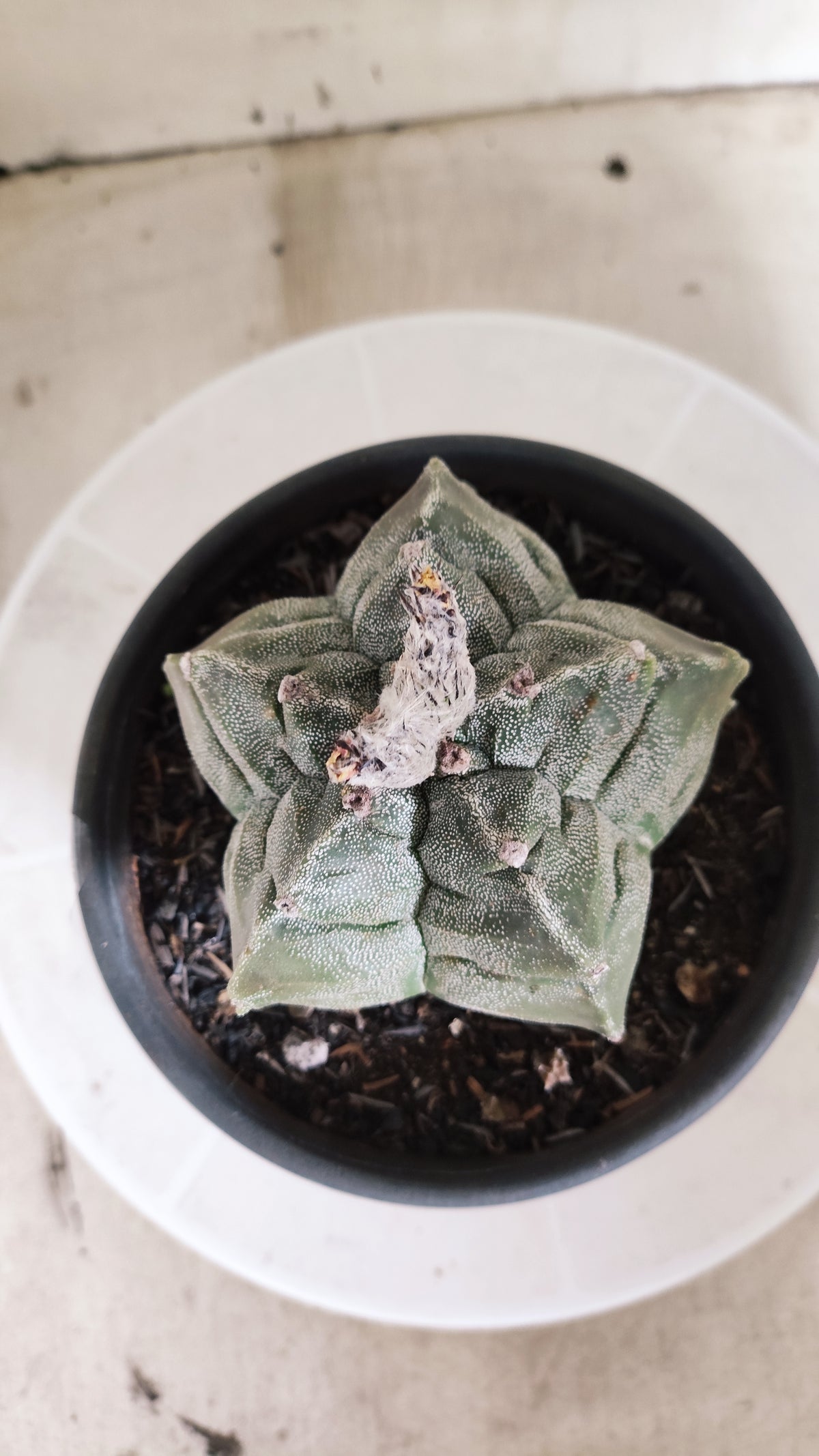 ASTROPHYTUM MYRIOSTIGMA cv KIKKO Nº 1386 – vaso 15