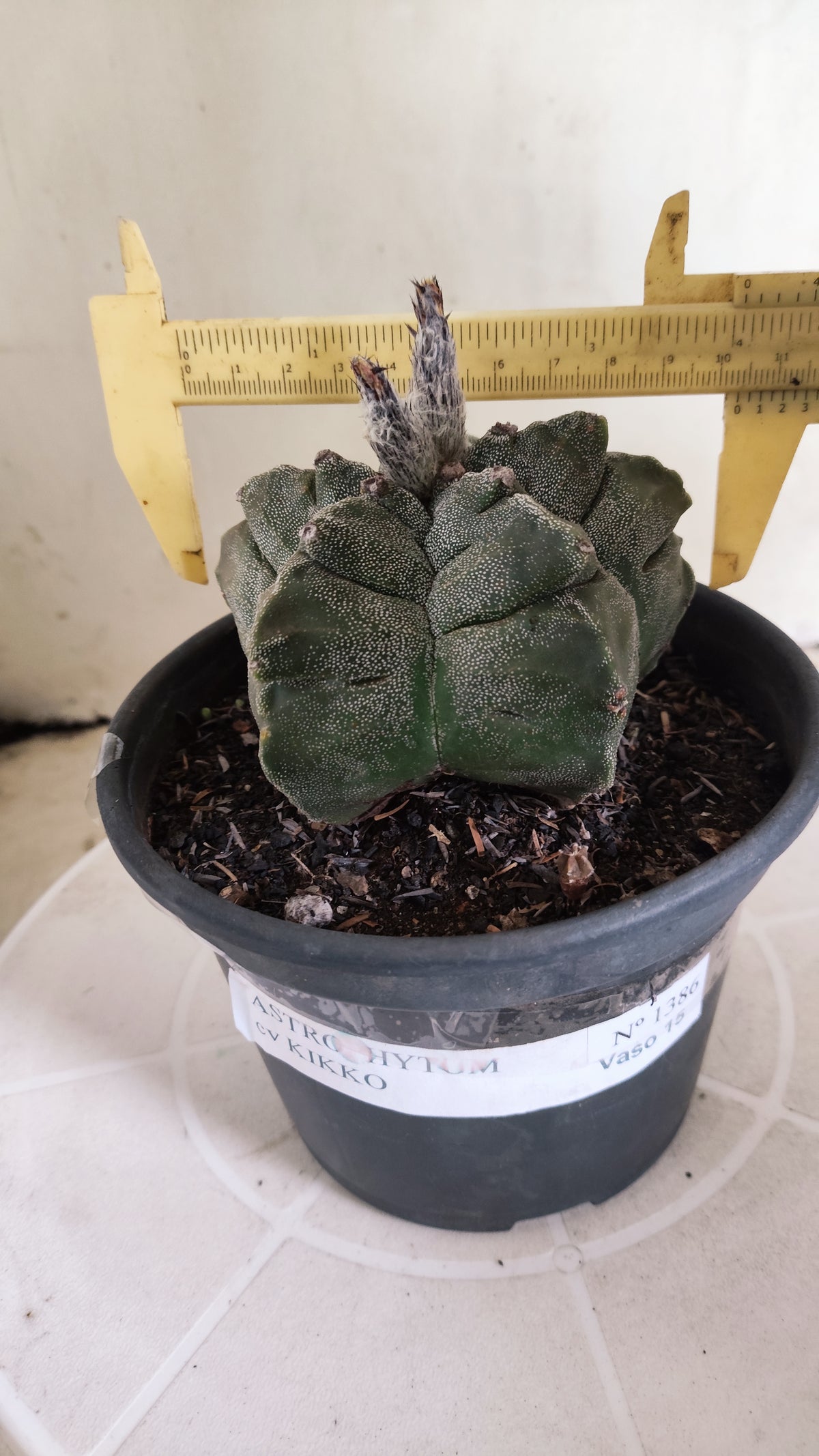 ASTROPHYTUM MYRIOSTIGMA cv KIKKO Nº 1386 – vaso 15