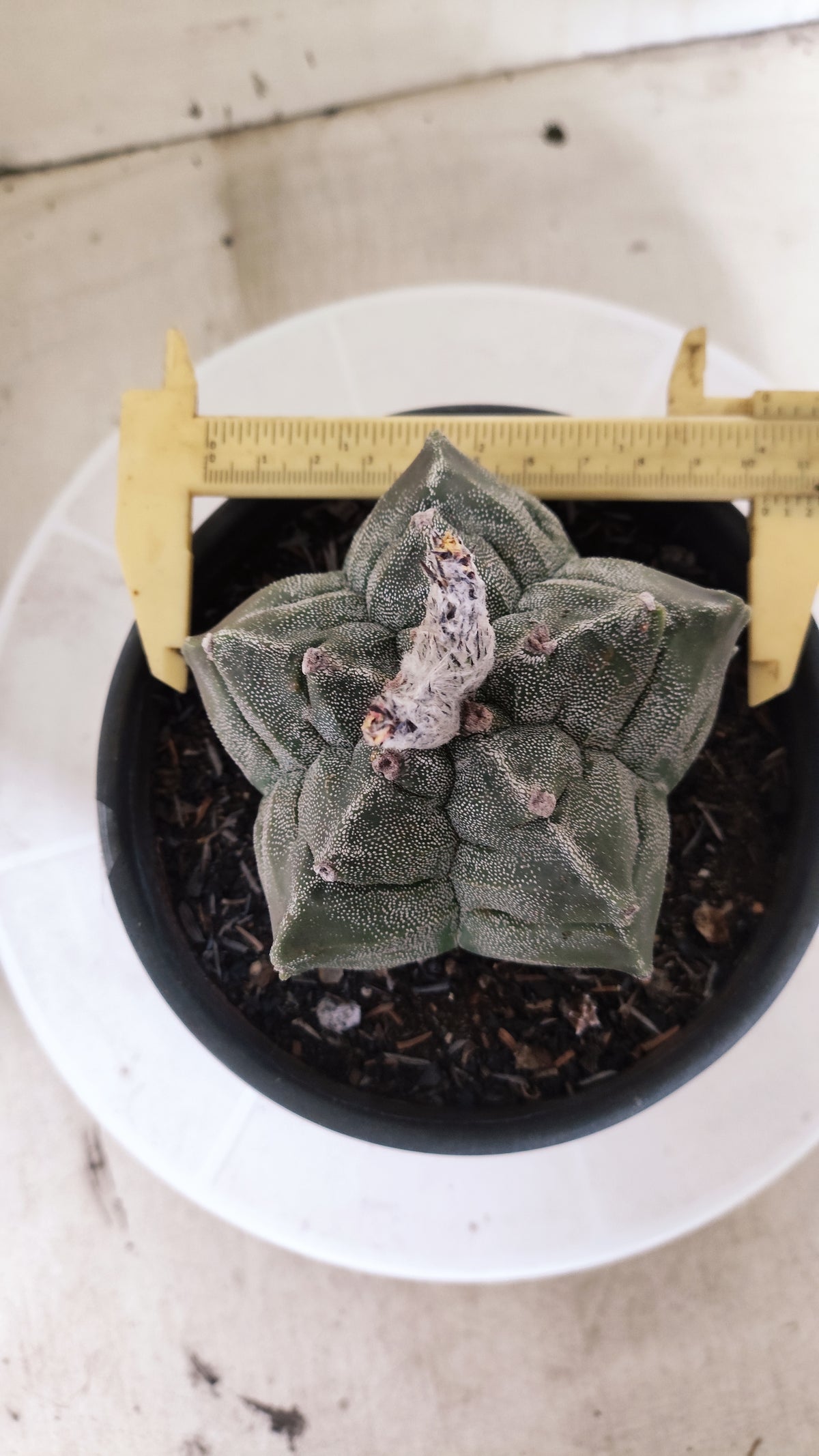 ASTROPHYTUM MYRIOSTIGMA cv KIKKO Nº 1386 – vaso 15