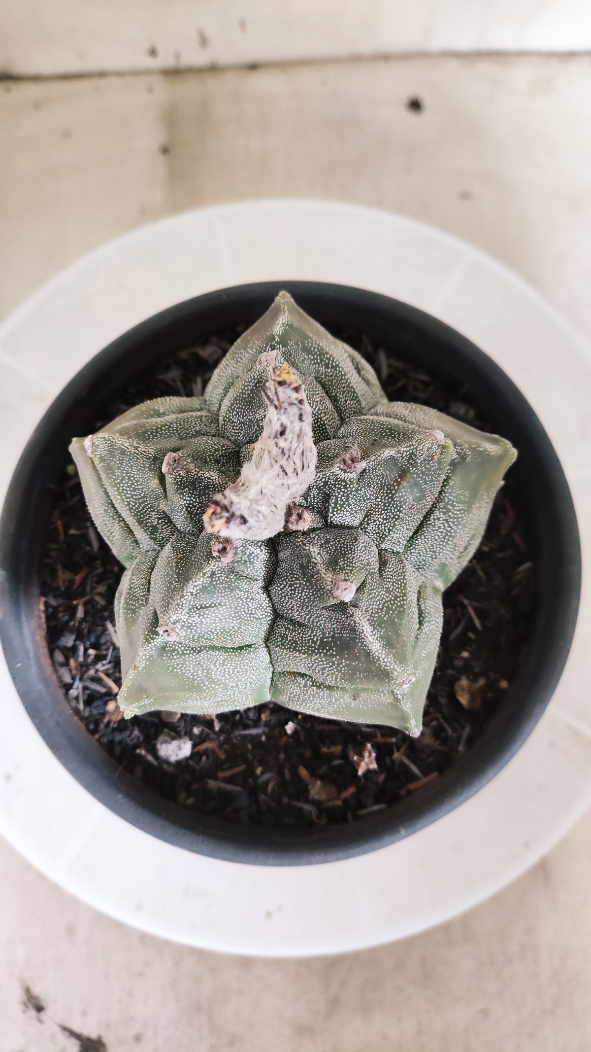 ASTROPHYTUM MYRIOSTIGMA cv KIKKO Nº 1386 – vaso 15