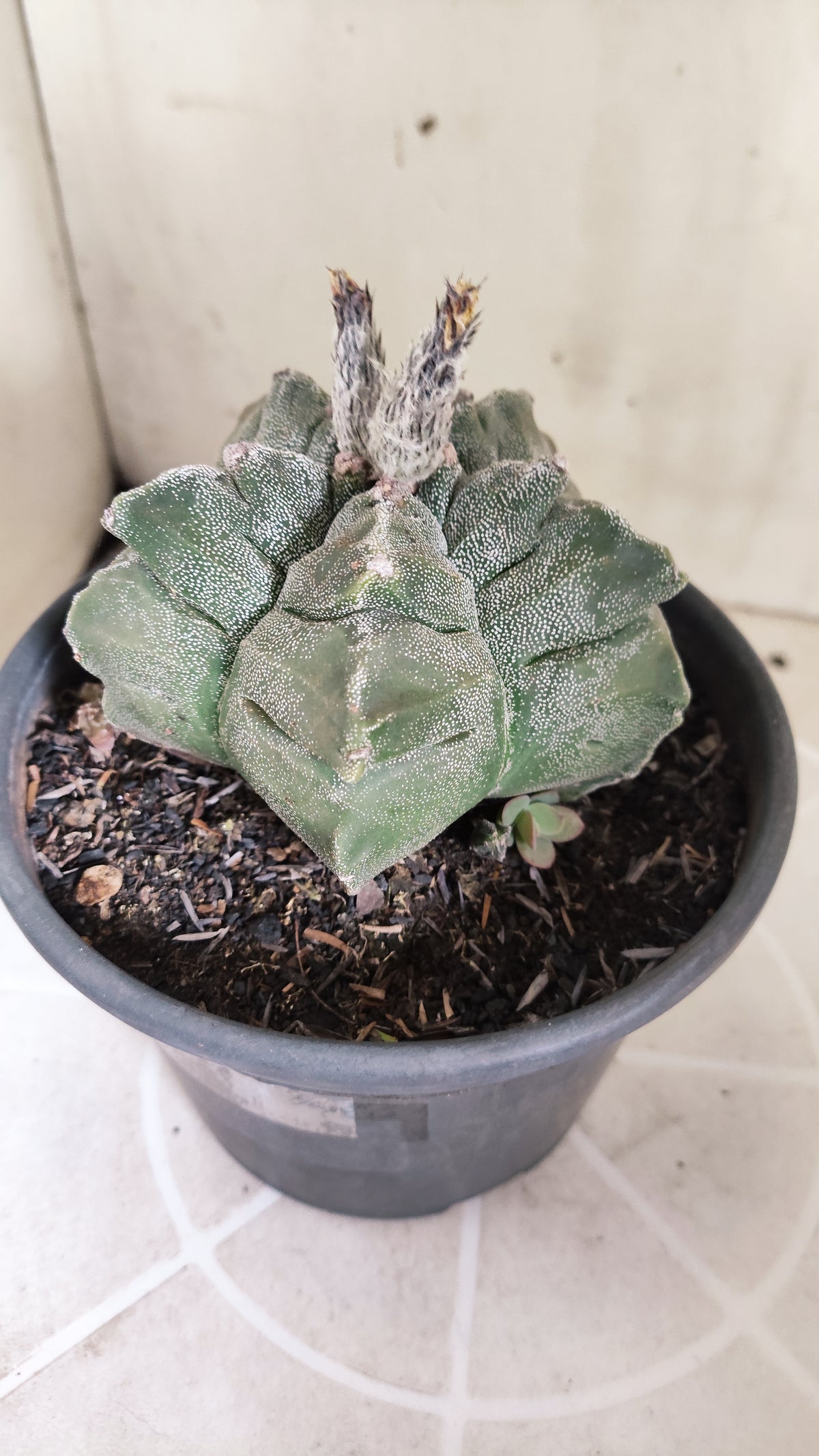 ASTROPHYTUM MYRIOSTIGMA cv KIKKO Nº 1386 – vaso 15