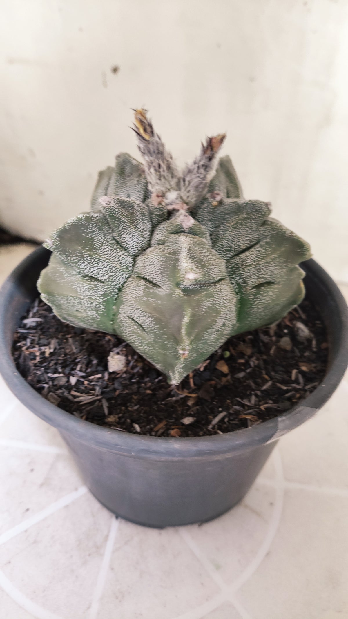 ASTROPHYTUM MYRIOSTIGMA cv KIKKO Nº 1386 – vaso 15