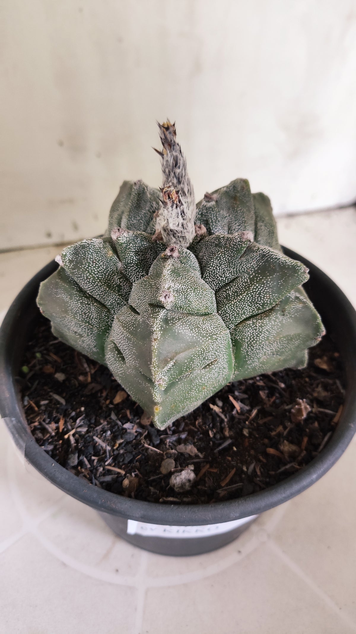 ASTROPHYTUM MYRIOSTIGMA cv KIKKO Nº 1386 – vaso 15