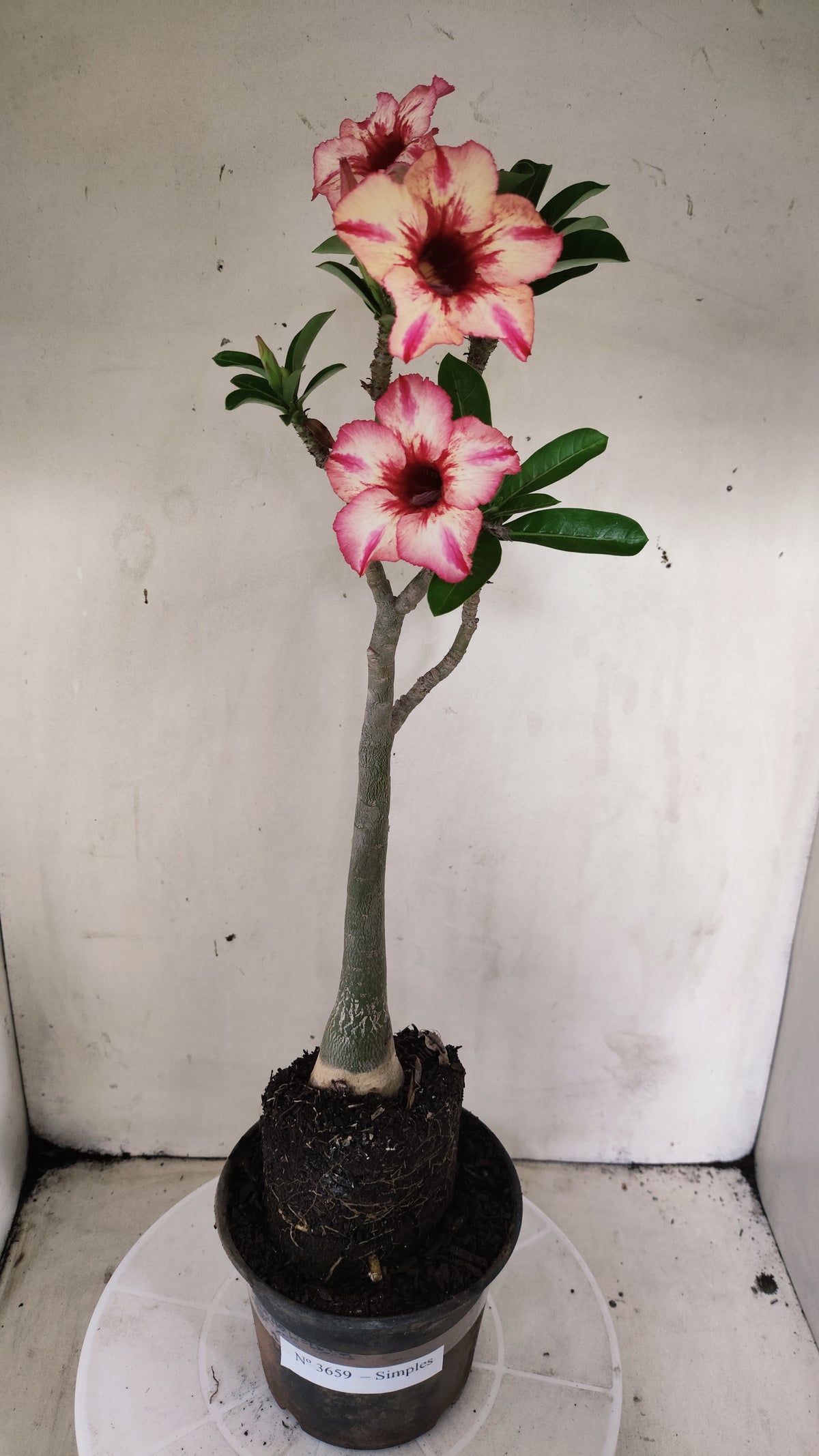 Planta Simples 3659 – 35cm – 03 anos - vaso 15