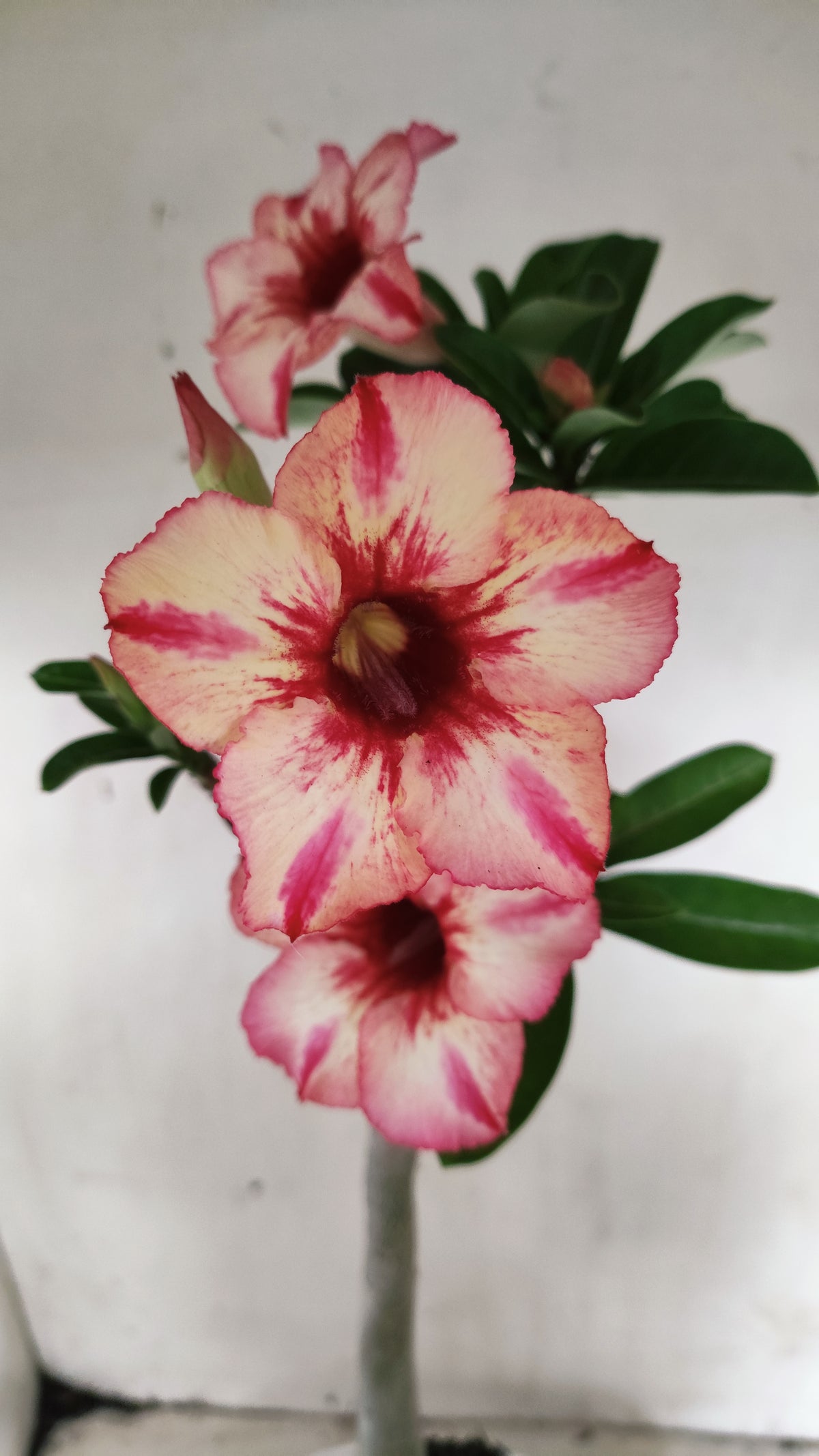 Planta Simples 3659 – 35cm – 03 anos - vaso 15