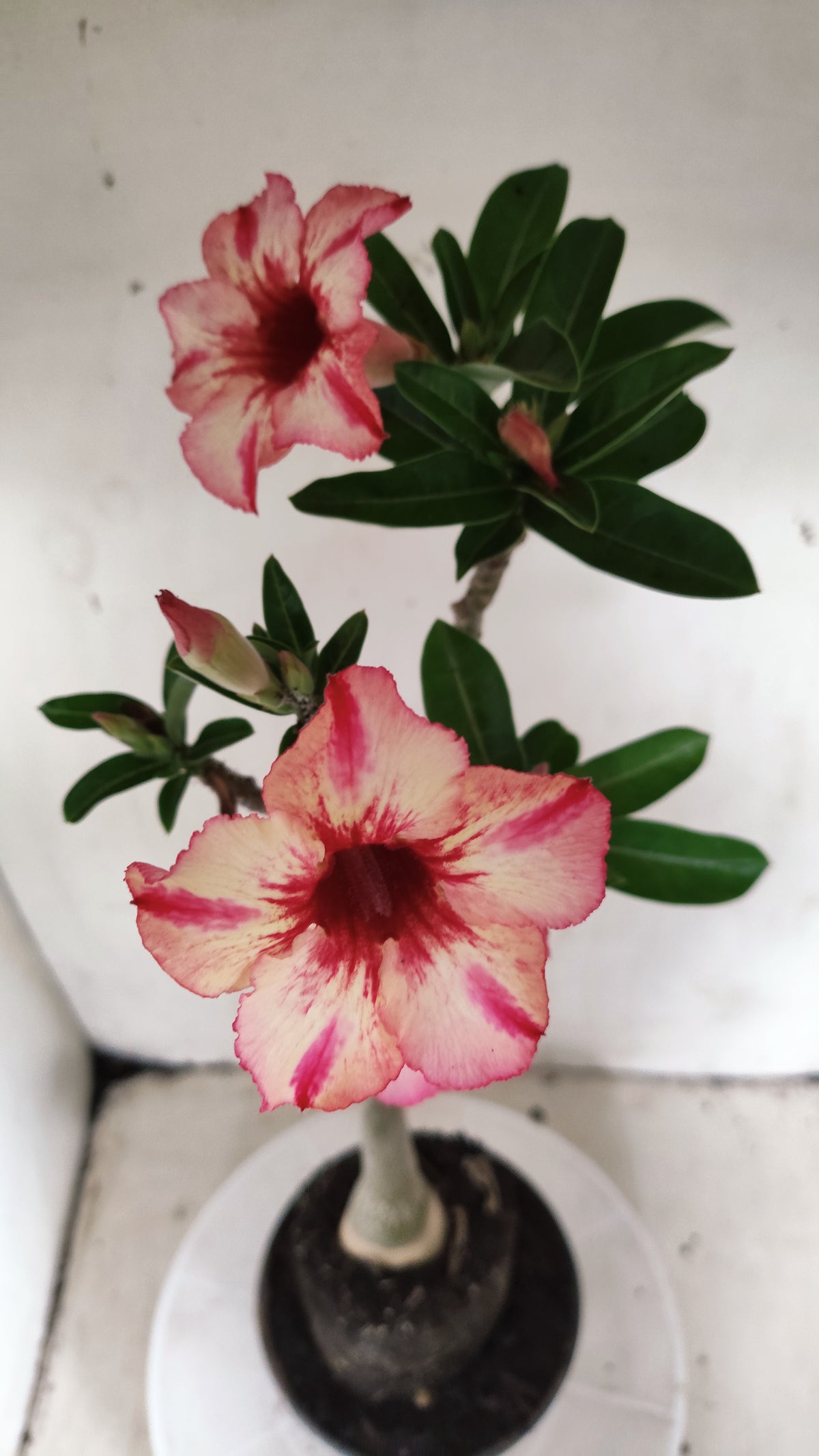 Planta Simples 3659 – 35cm – 03 anos - vaso 15