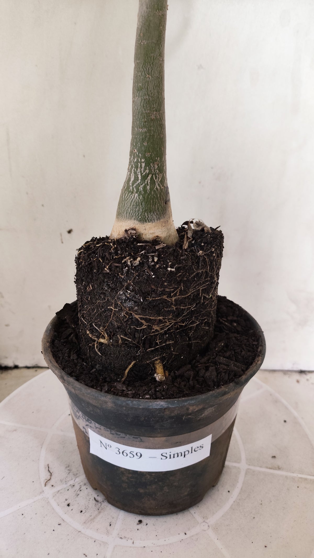 Planta Simples 3659 – 35cm – 03 anos - vaso 15