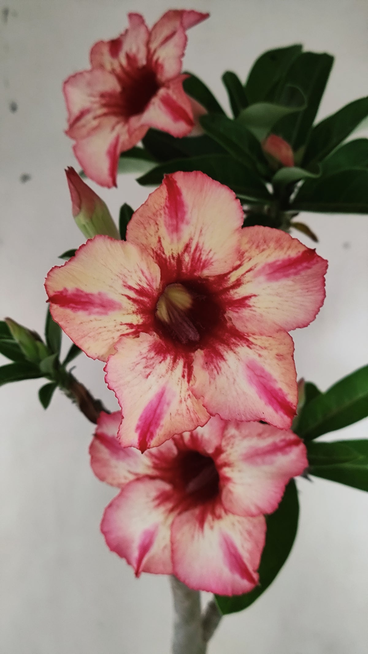 Planta Simples 3659 – 35cm – 03 anos - vaso 15