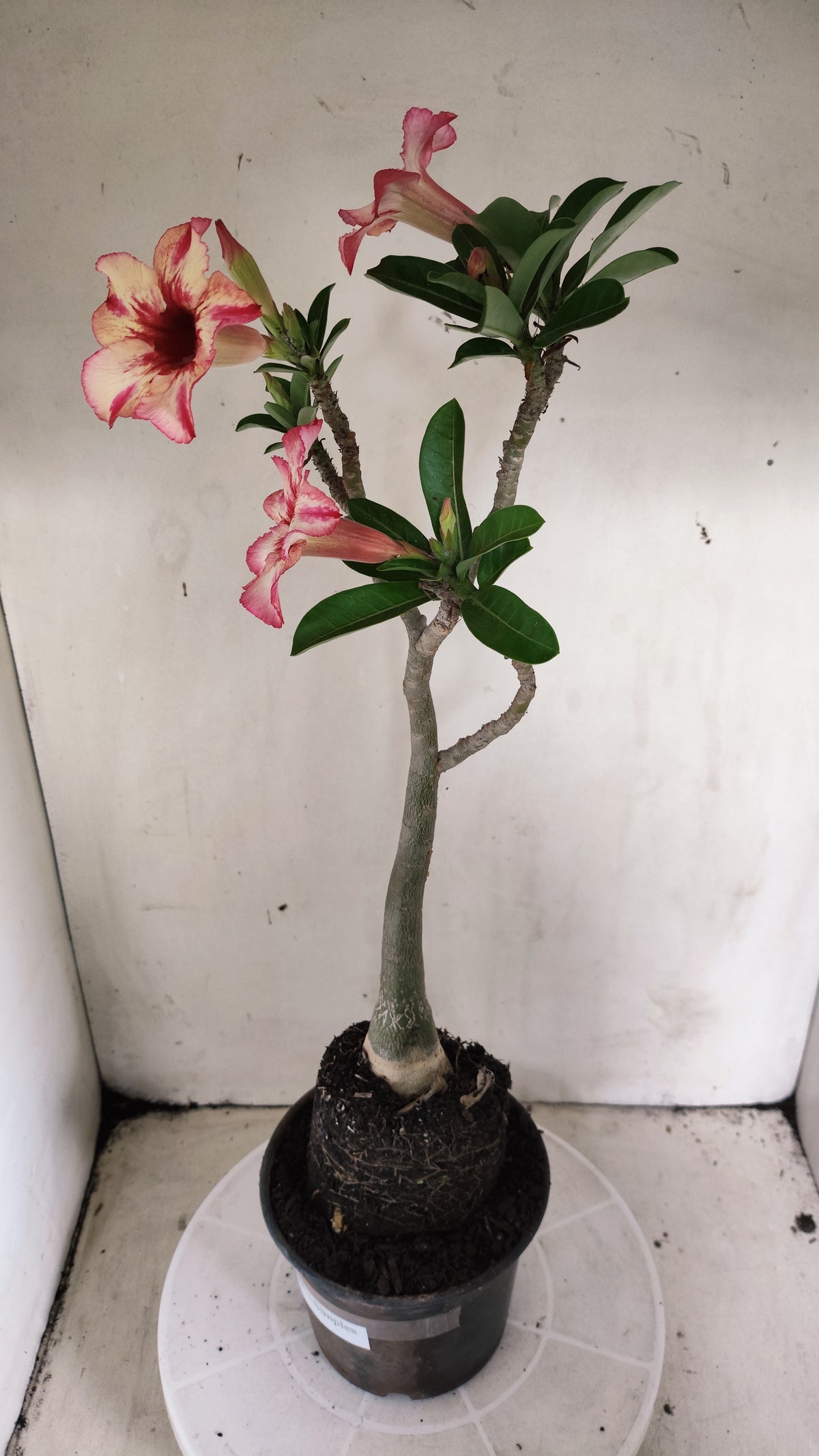 Planta Simples 3659 – 35cm – 03 anos - vaso 15