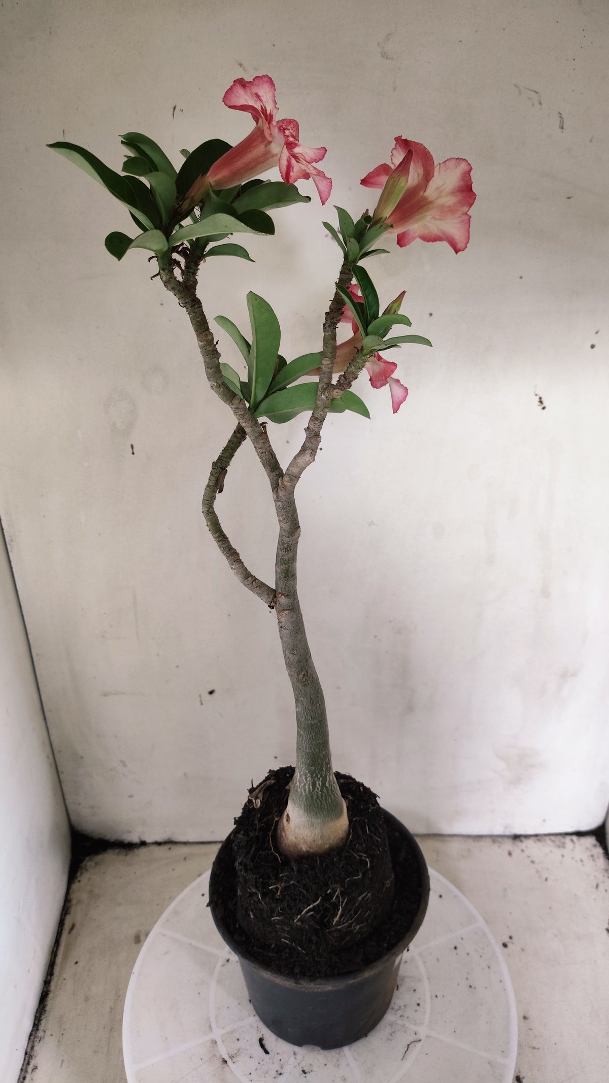 Planta Simples 3659 – 35cm – 03 anos - vaso 15