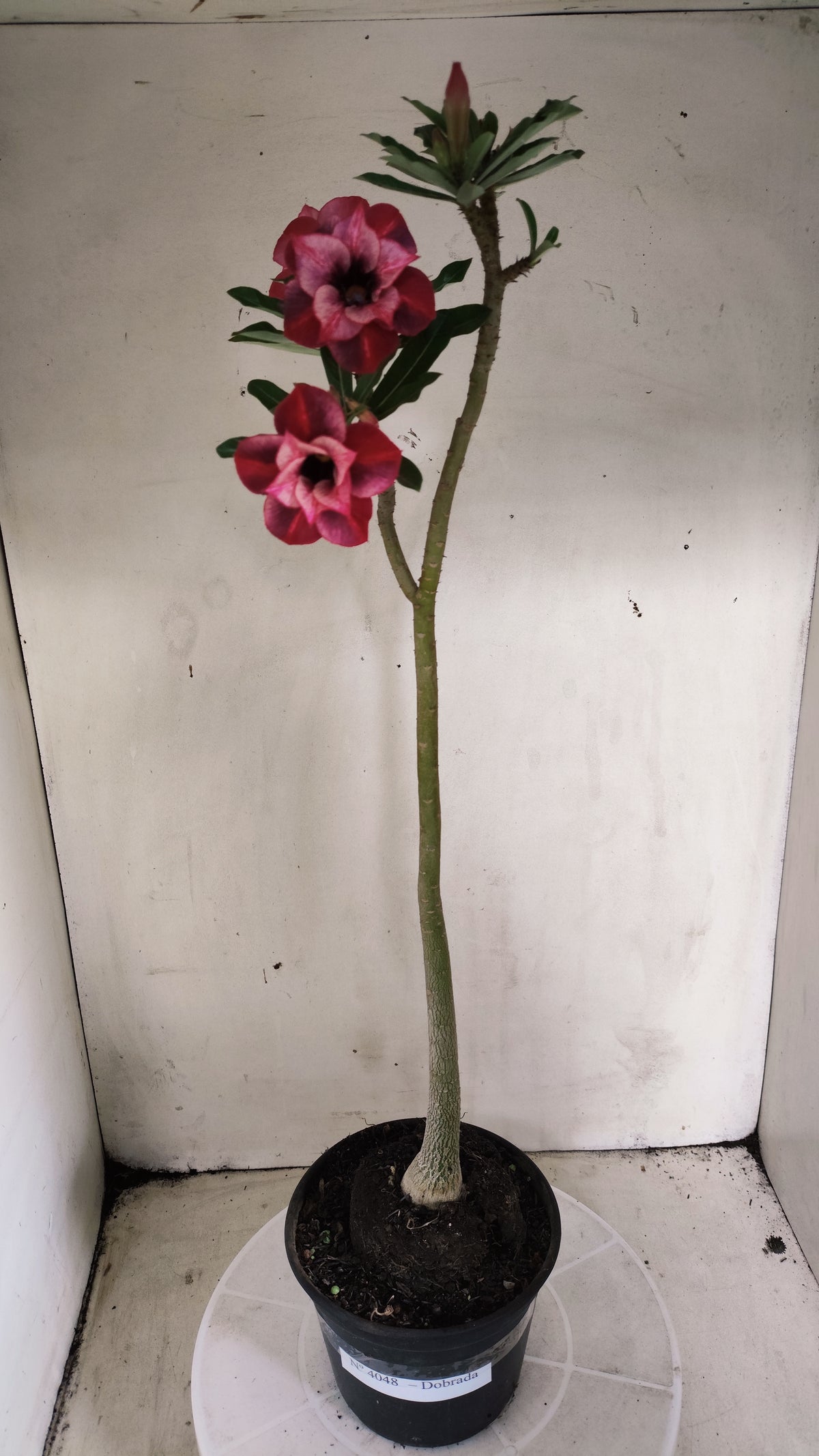 Planta Dobrada 4048 – 35cm – 03 anos - Vaso 15
