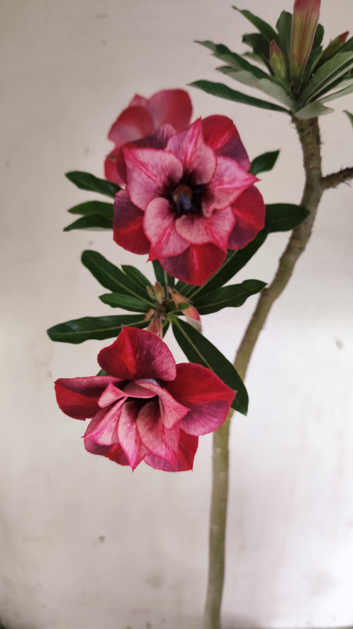 Planta Dobrada 4048 – 35cm – 03 anos - Vaso 15
