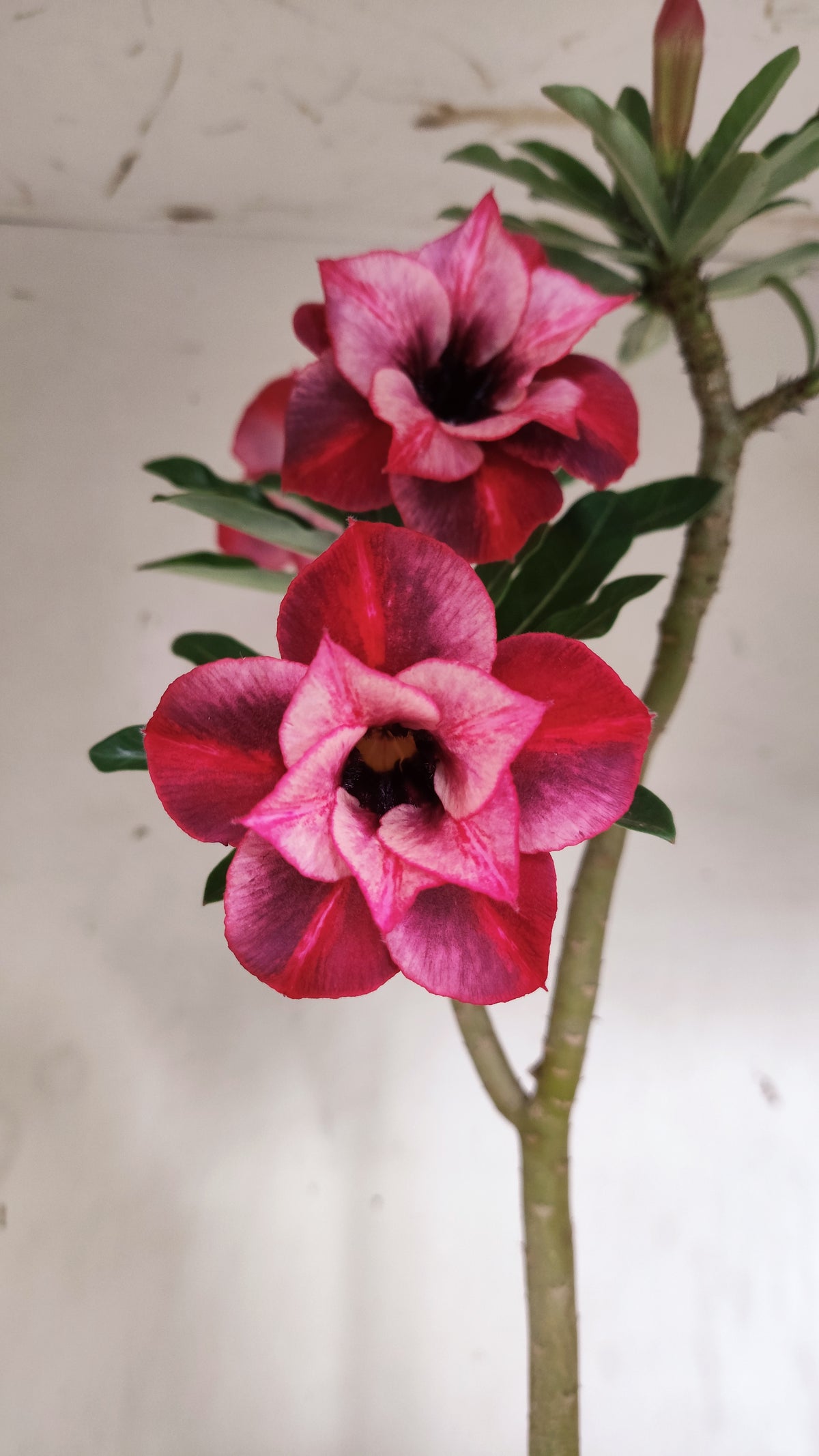 Planta Dobrada 4048 – 35cm – 03 anos - Vaso 15