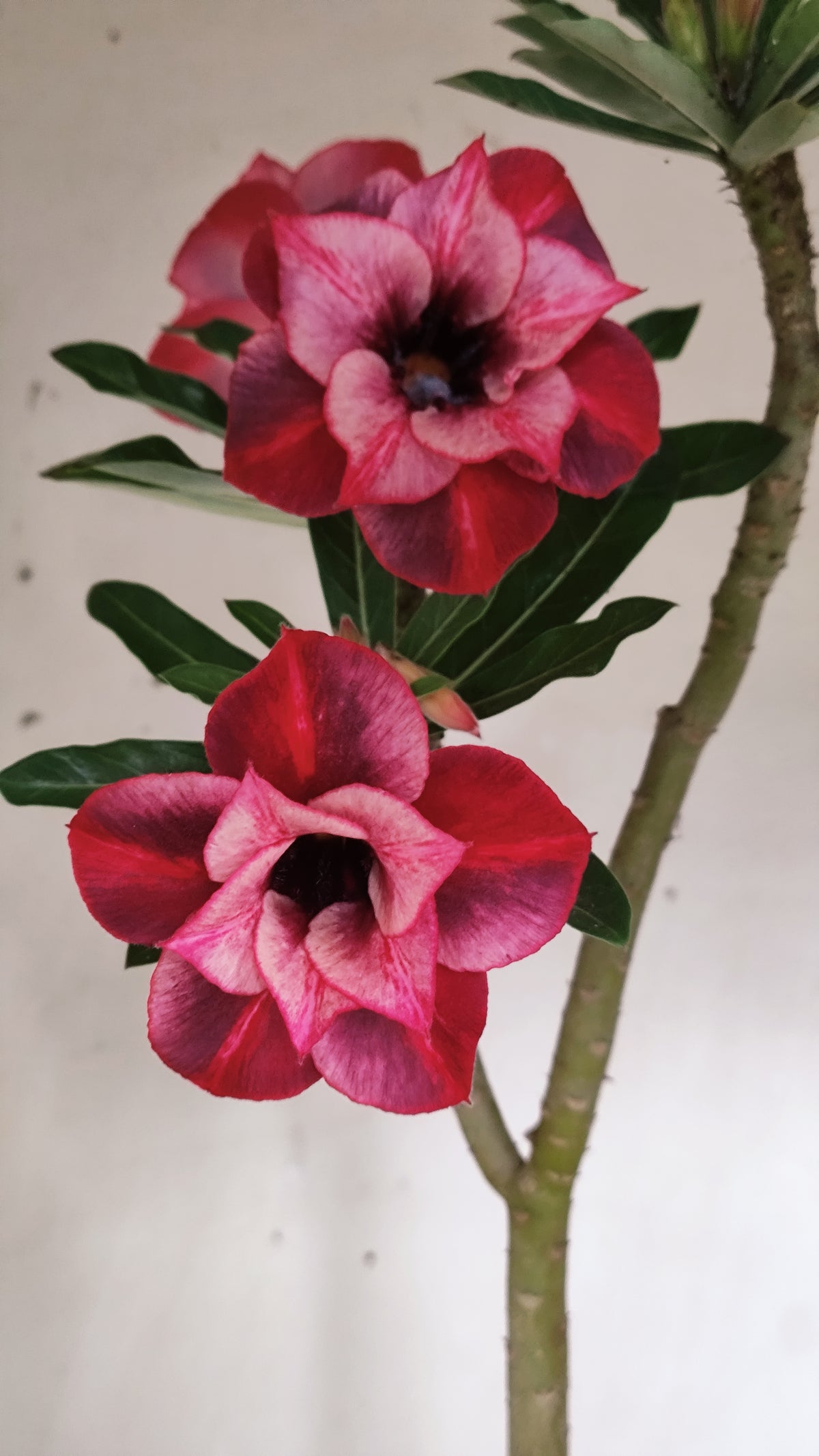 Planta Dobrada 4048 – 35cm – 03 anos - Vaso 15