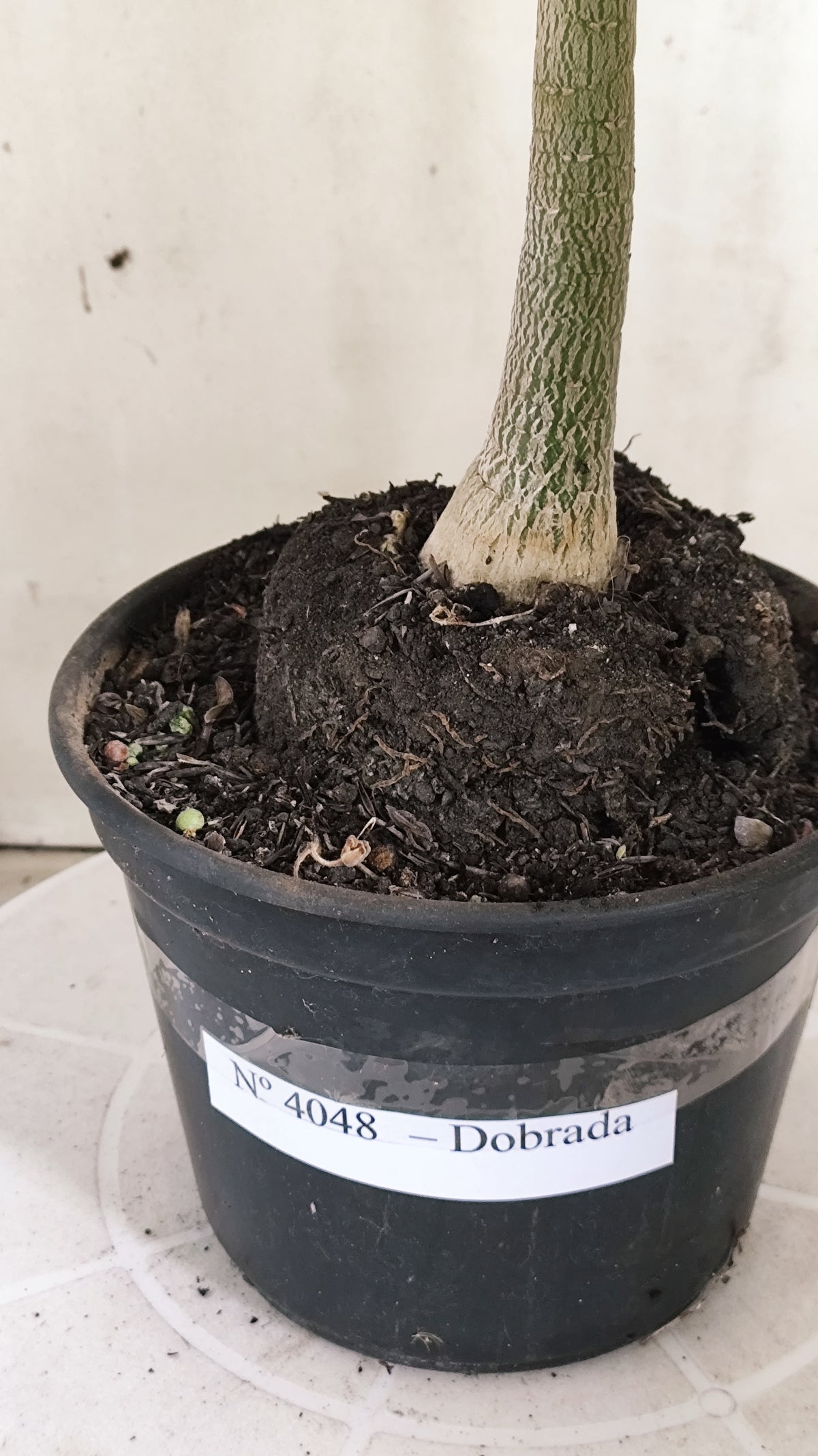 Planta Dobrada 4048 – 35cm – 03 anos - Vaso 15