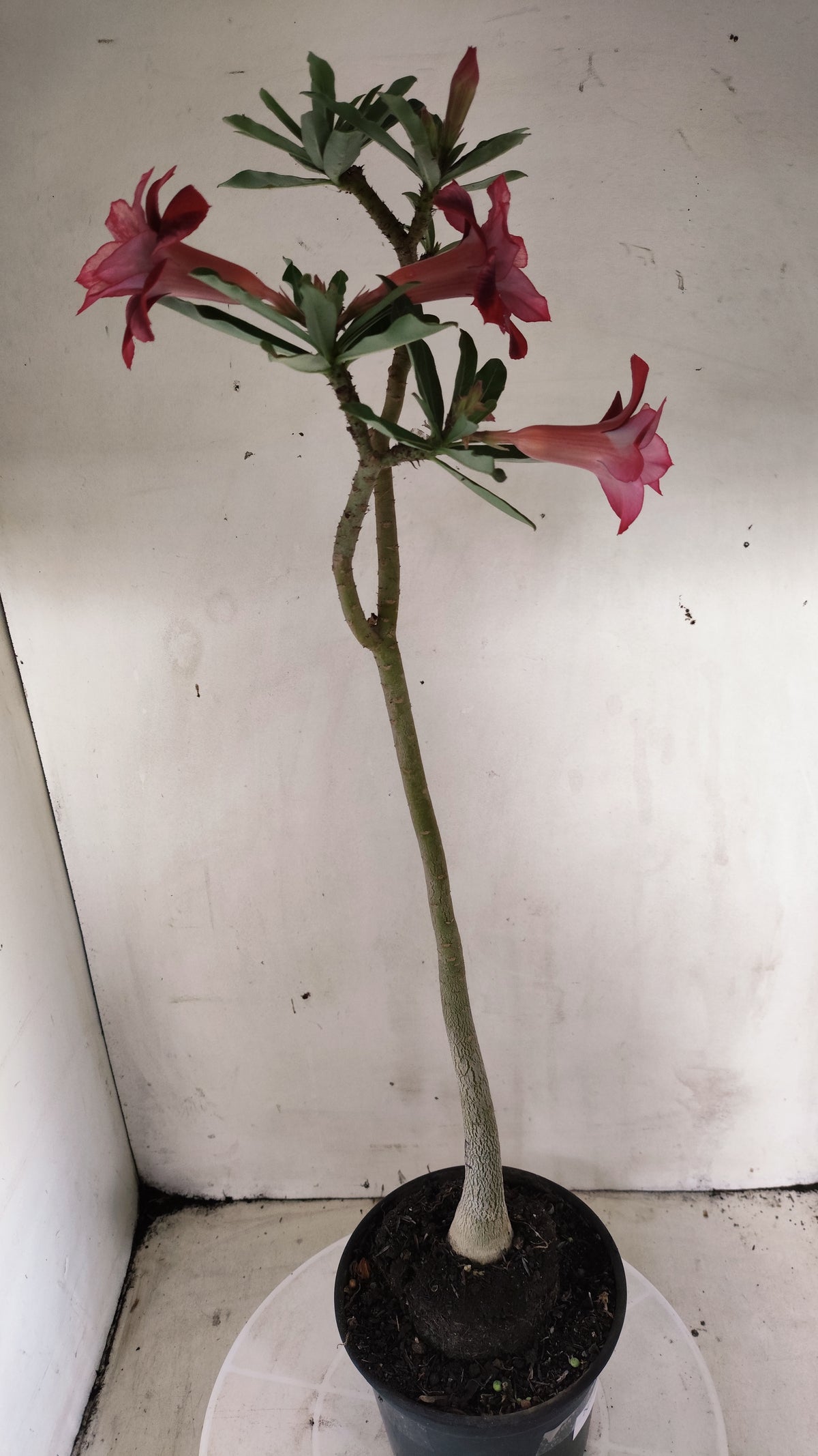 Planta Dobrada 4048 – 35cm – 03 anos - Vaso 15