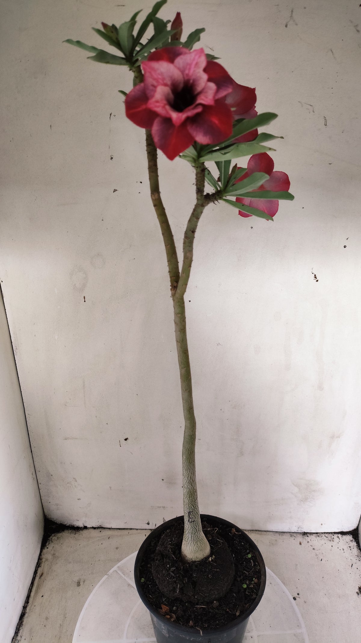 Planta Dobrada 4048 – 35cm – 03 anos - Vaso 15