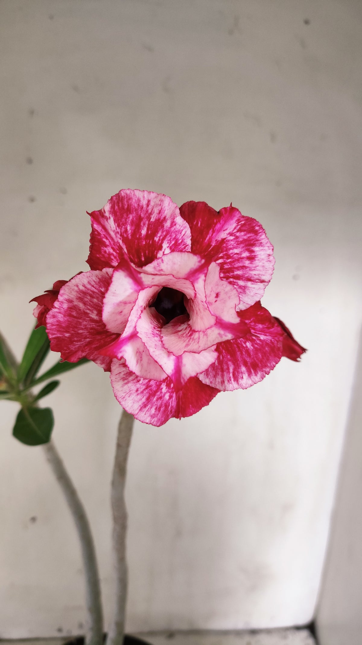 Planta Dobrada 4049 – 35cm – 03 anos - Vaso 15