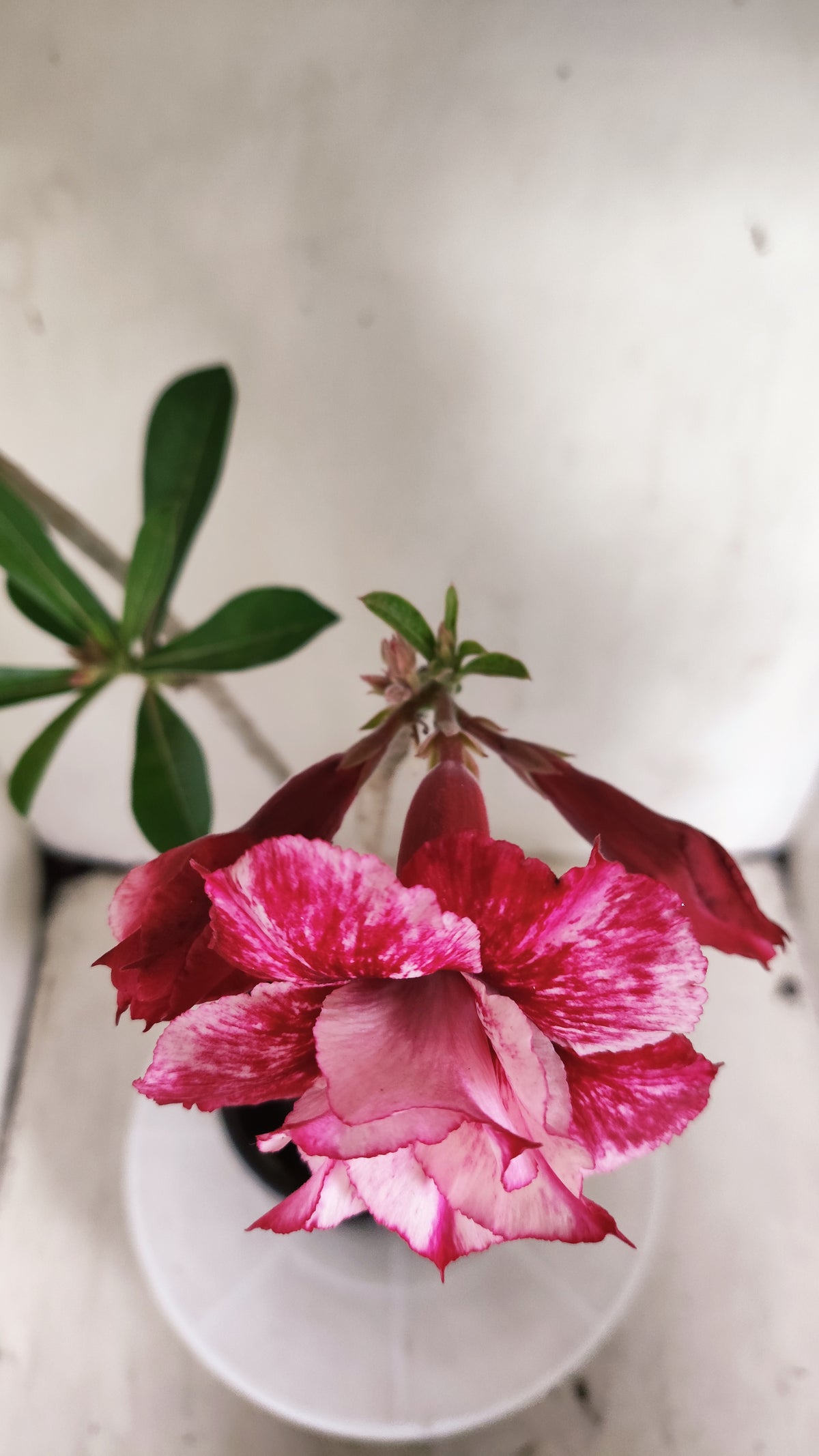 Planta Dobrada 4049 – 35cm – 03 anos - Vaso 15