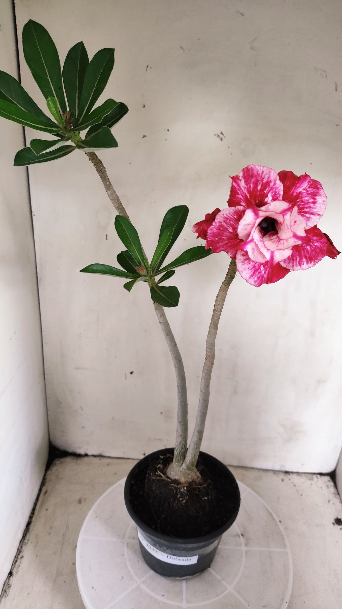 Planta Dobrada 4049 – 35cm – 03 anos - Vaso 15