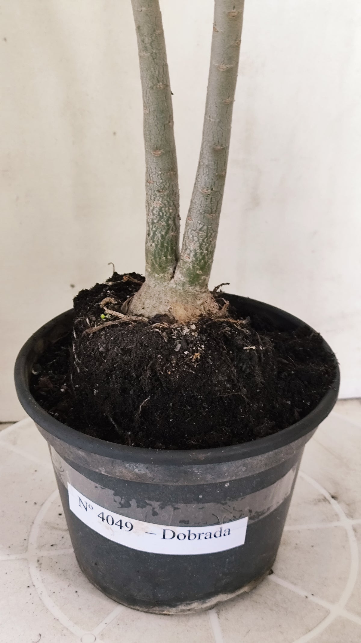 Planta Dobrada 4049 – 35cm – 03 anos - Vaso 15