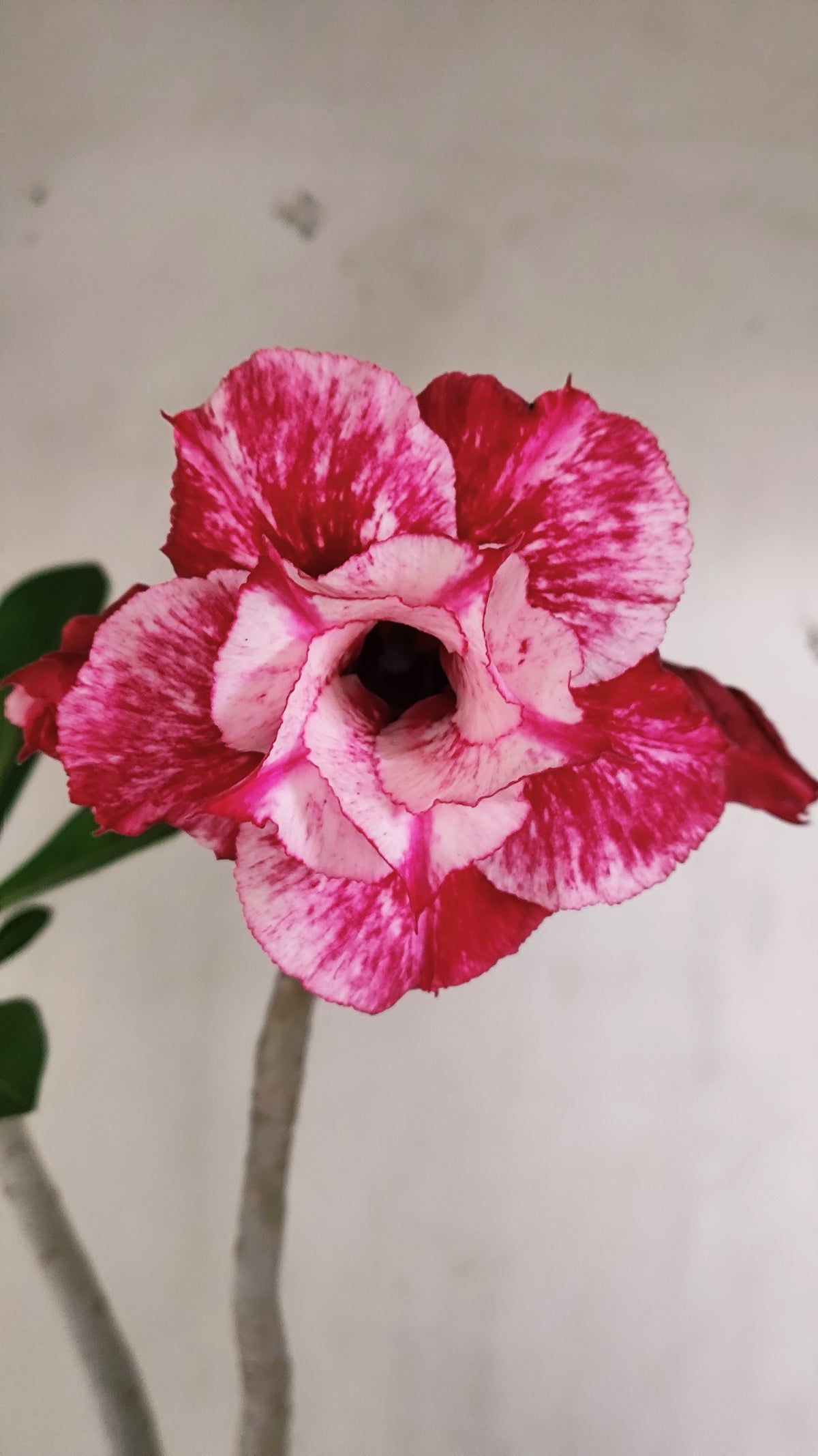 Planta Dobrada 4049 – 35cm – 03 anos - Vaso 15