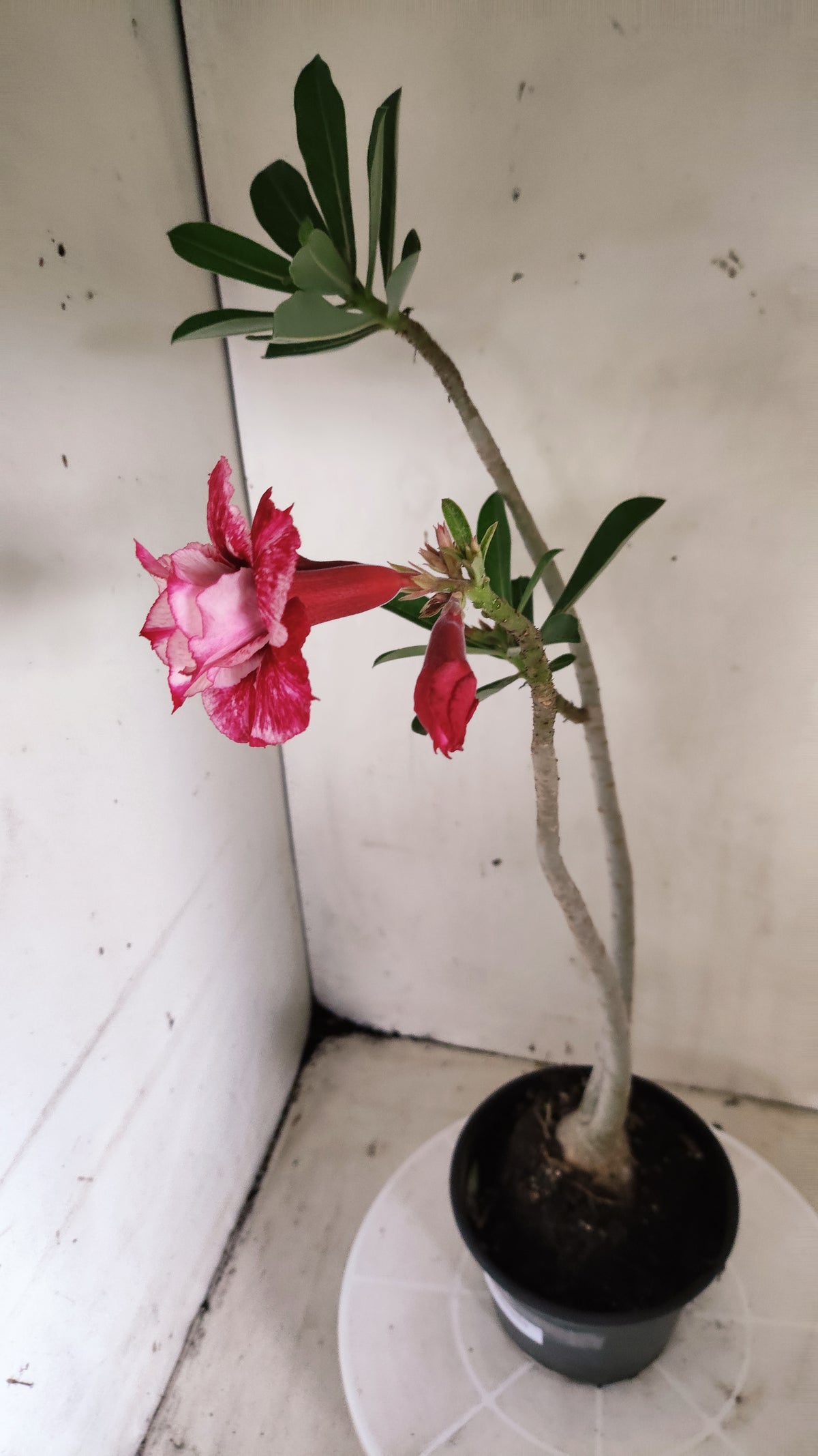 Planta Dobrada 4049 – 35cm – 03 anos - Vaso 15