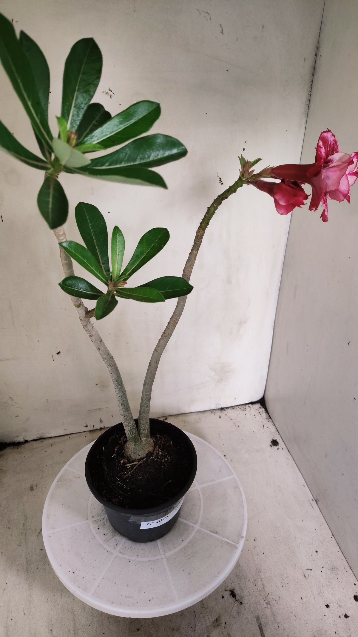 Planta Dobrada 4049 – 35cm – 03 anos - Vaso 15