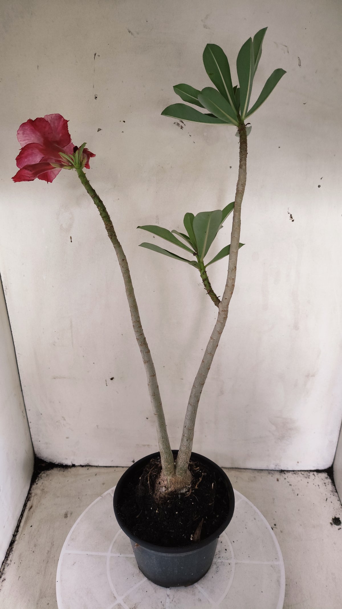Planta Dobrada 4049 – 35cm – 03 anos - Vaso 15