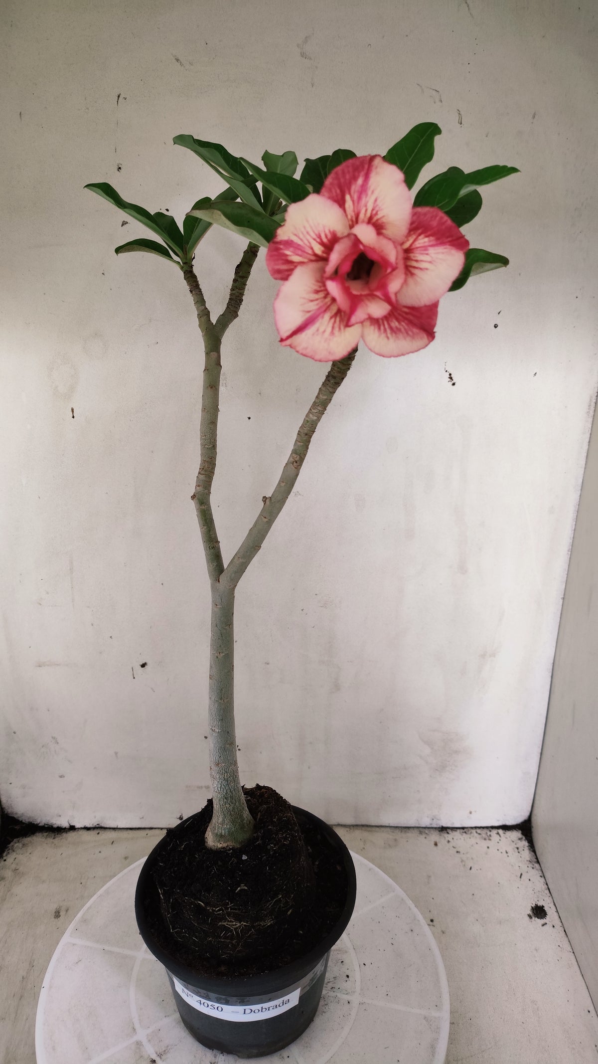 Planta Dobrada 4050 – 35cm – 03 anos - Vaso 15