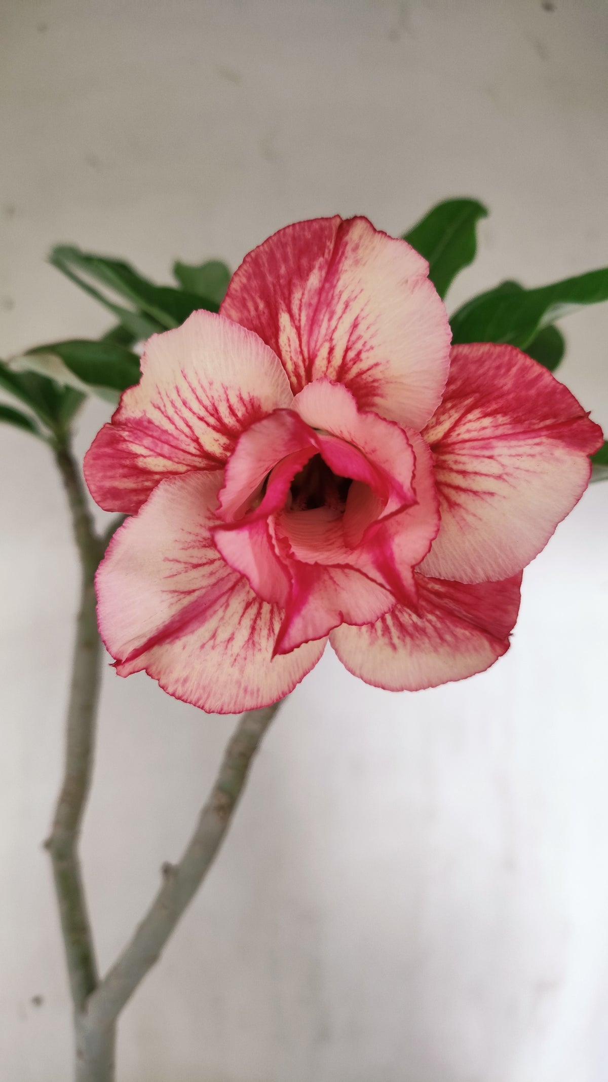 Planta Dobrada 4050 – 35cm – 03 anos - Vaso 15