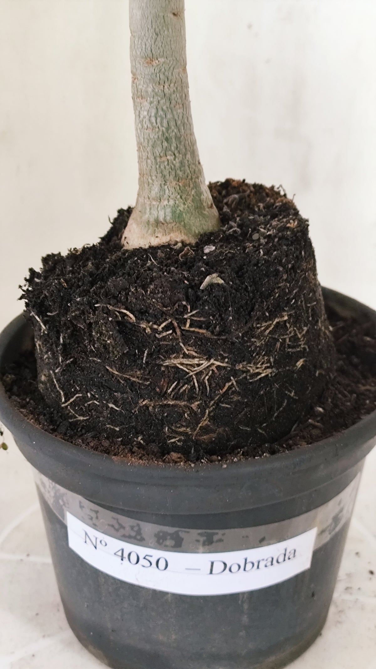 Planta Dobrada 4050 – 35cm – 03 anos - Vaso 15
