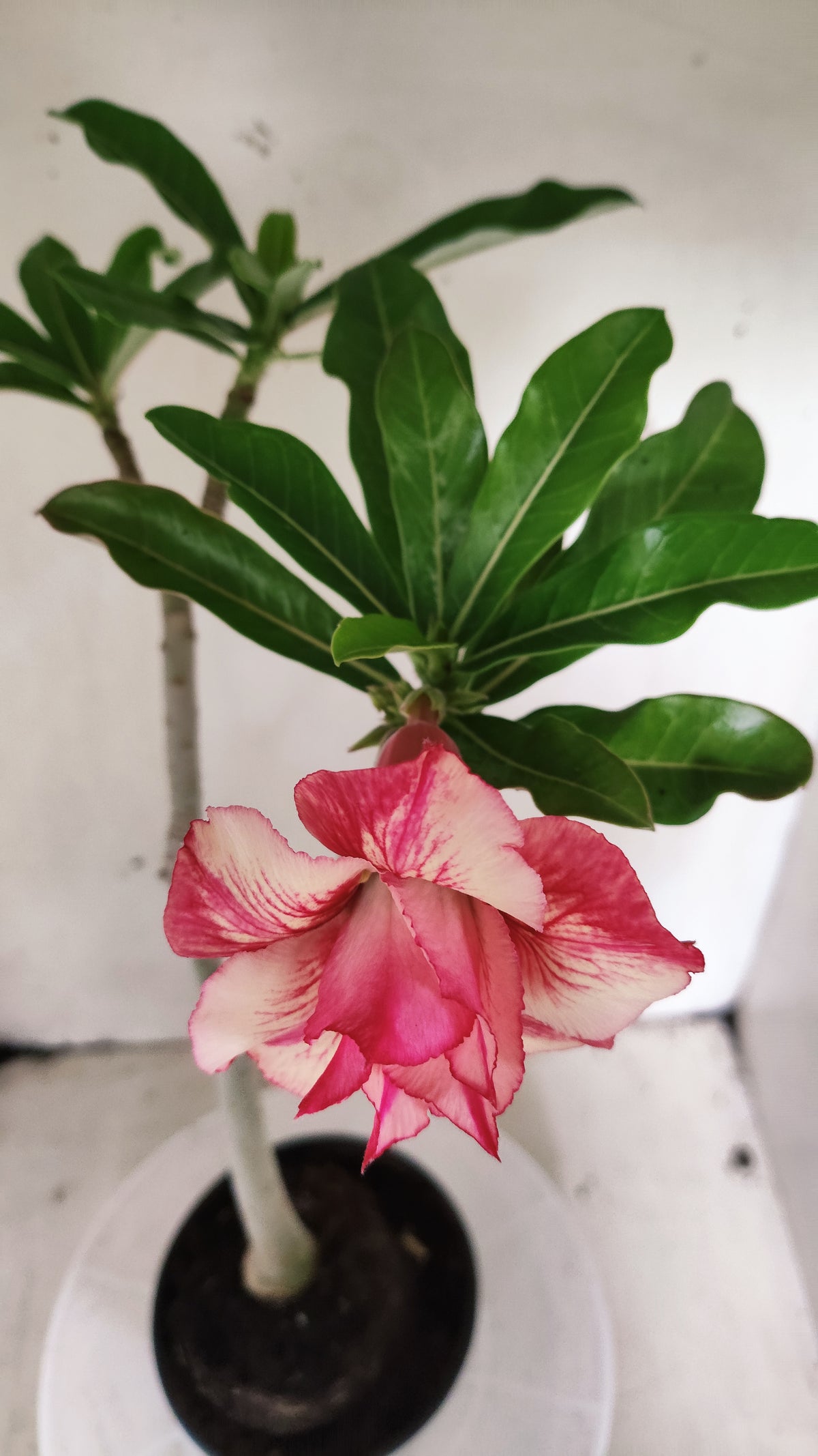Planta Dobrada 4050 – 35cm – 03 anos - Vaso 15