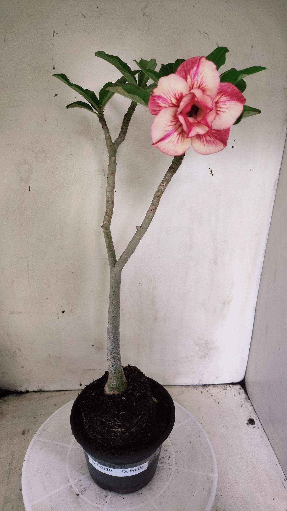 Planta Dobrada 4050 – 35cm – 03 anos - Vaso 15
