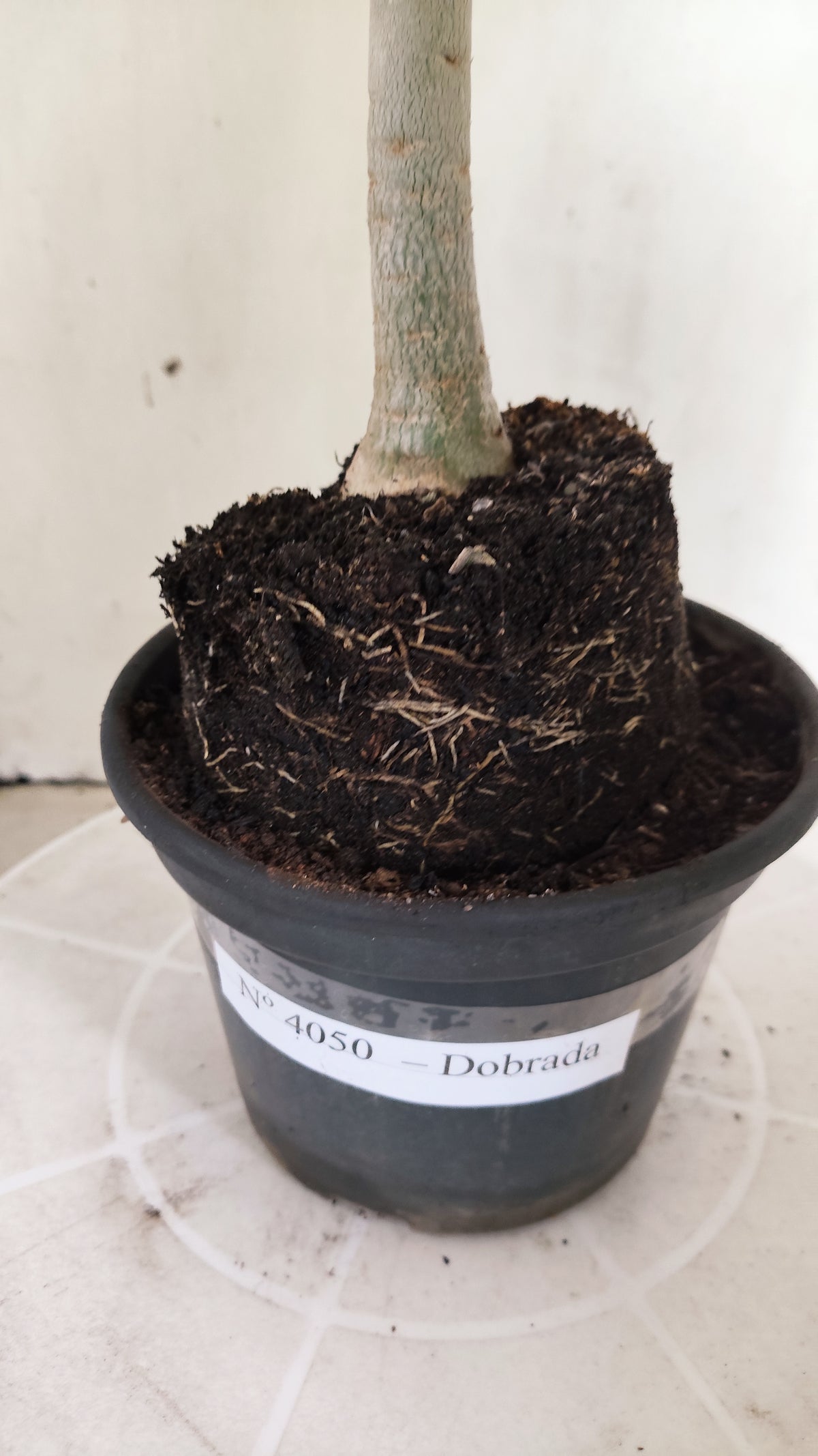 Planta Dobrada 4050 – 35cm – 03 anos - Vaso 15