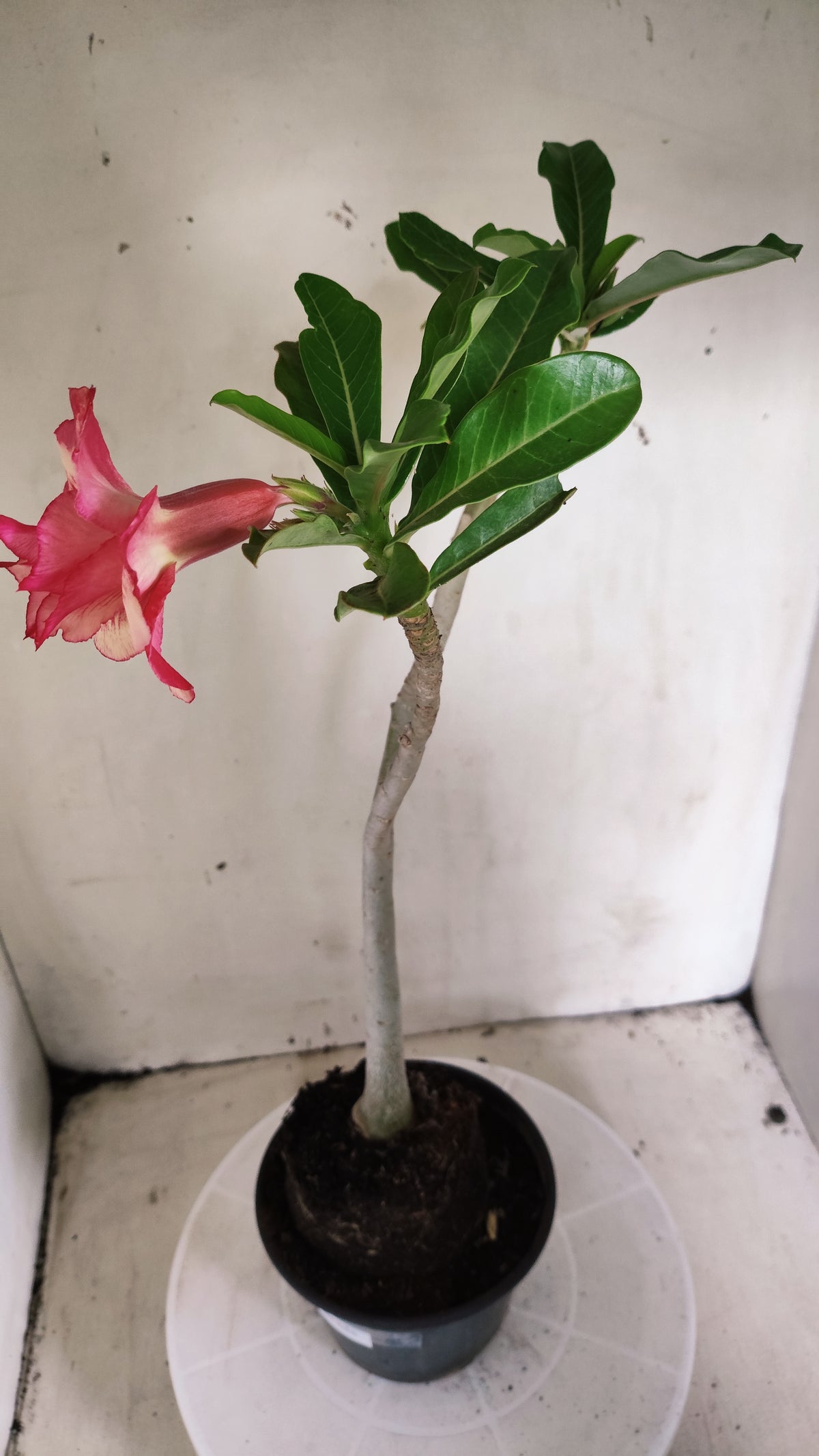 Planta Dobrada 4050 – 35cm – 03 anos - Vaso 15