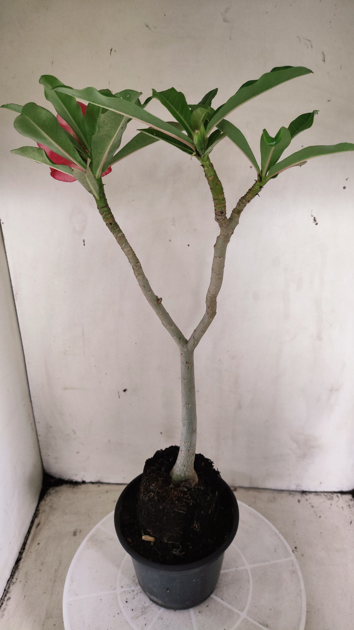 Planta Dobrada 4050 – 35cm – 03 anos - Vaso 15