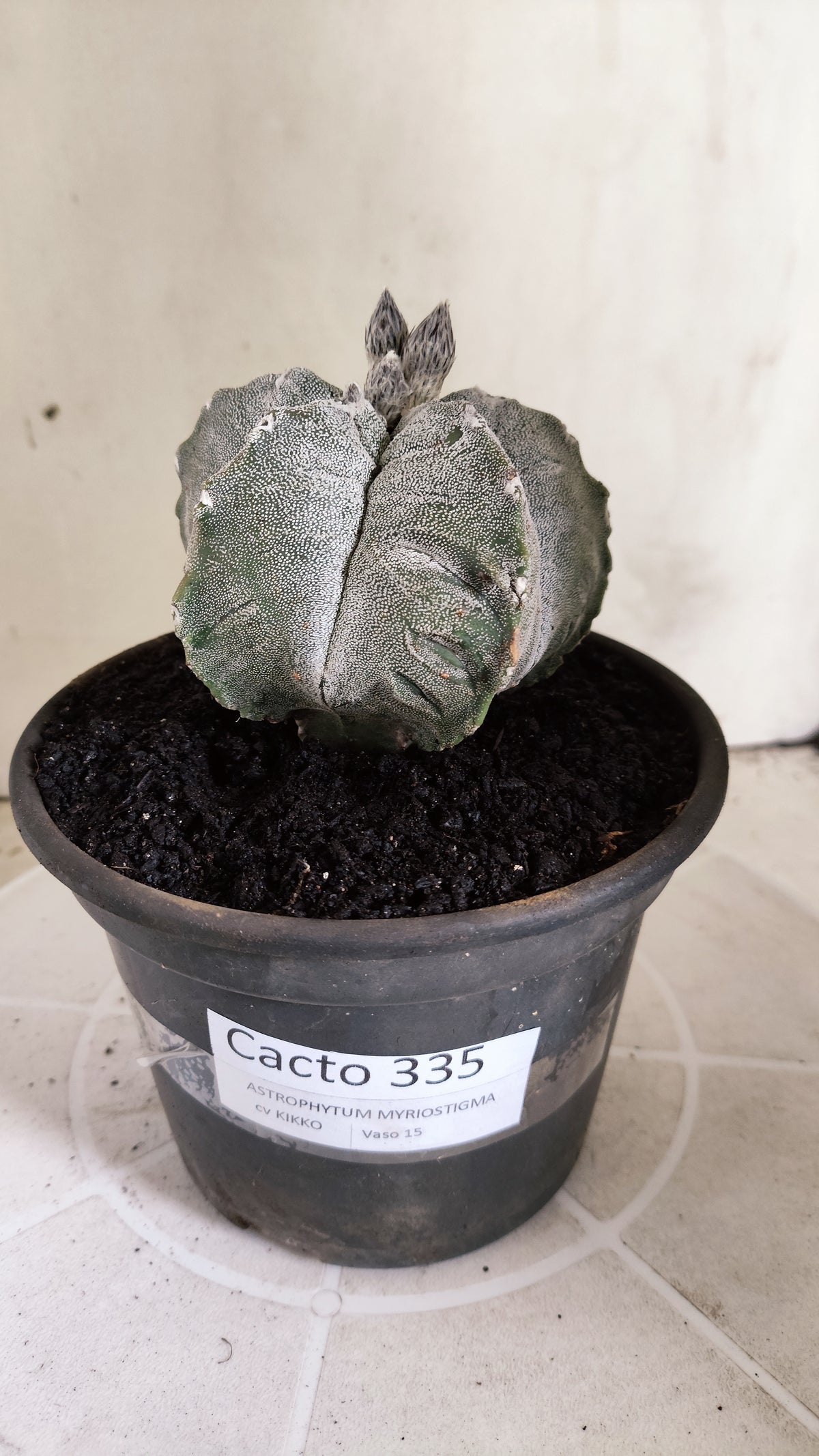 Matriz ASTROPHYTUM MYRIOSTIGMA cv KIKKO Nº 71 – vaso 15