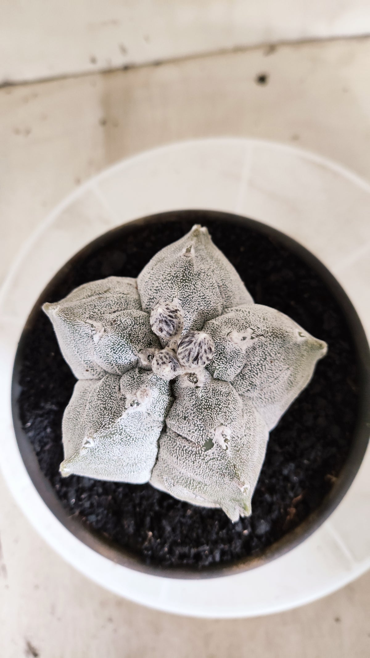 Matriz ASTROPHYTUM MYRIOSTIGMA cv KIKKO Nº 71 – vaso 15