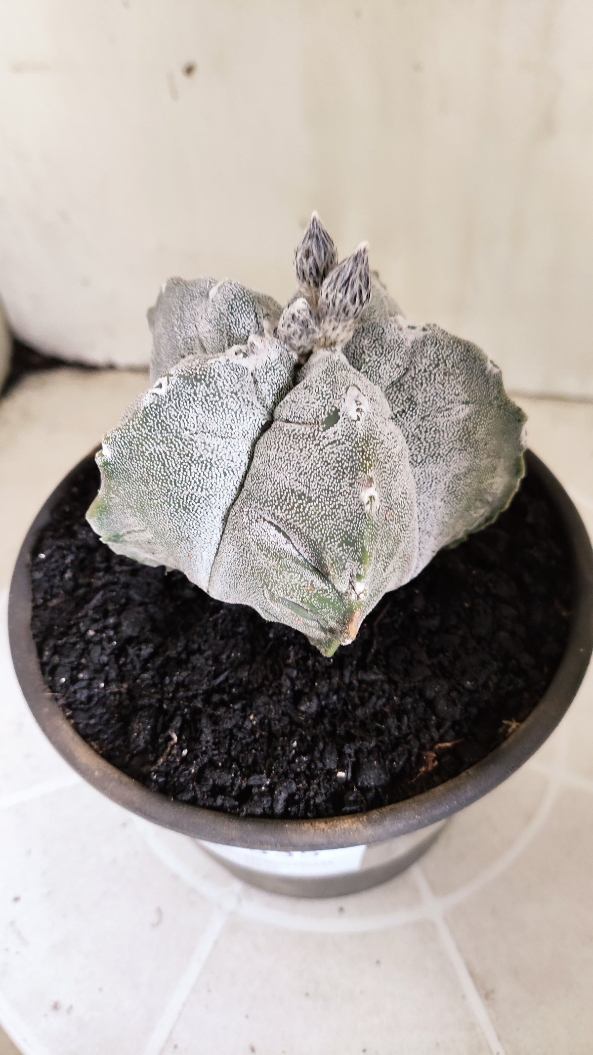 Matriz ASTROPHYTUM MYRIOSTIGMA cv KIKKO Nº 71 – vaso 15